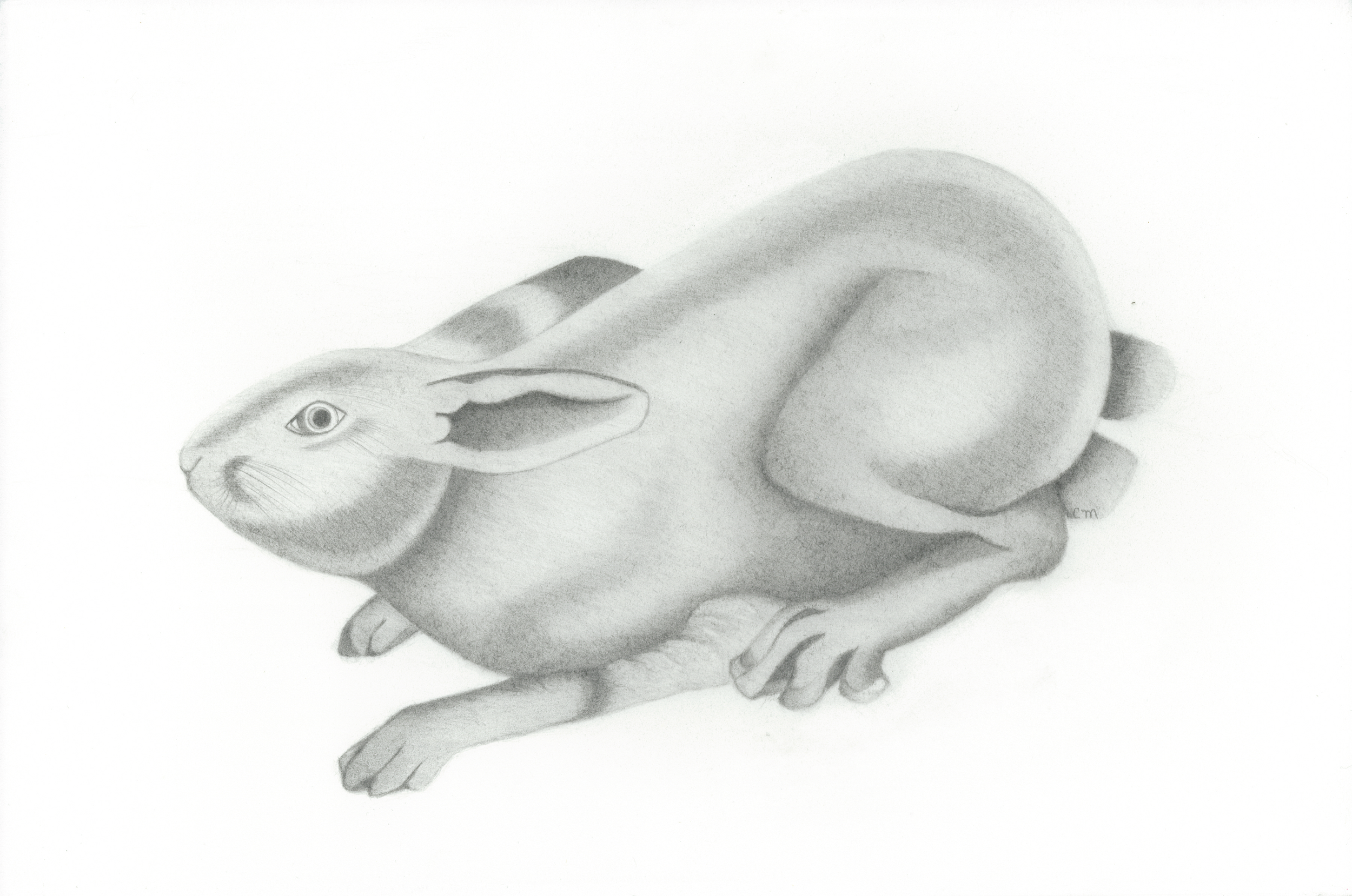 The Hare, 2025 Graphite 30.5cm x 40.5 cm Available €230