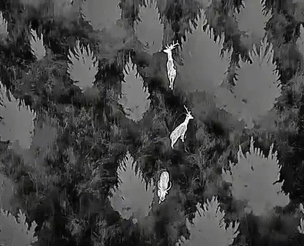 Two deer in thermal imaging scope during pest control exercise
