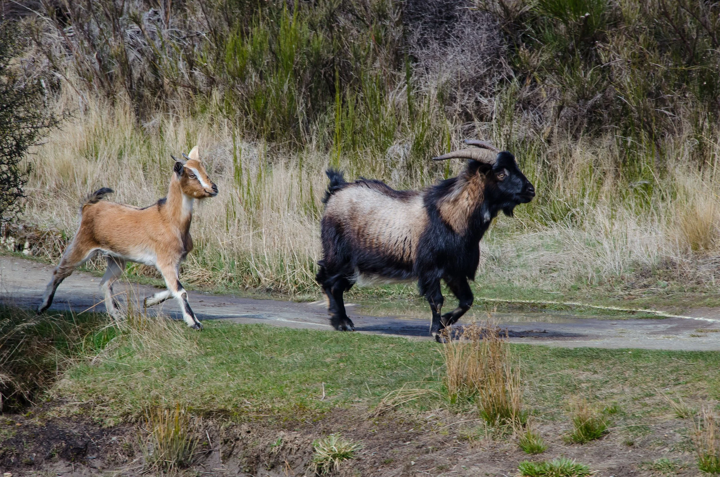 Goats walking on a dirt path through grass and bushes in a natural outdoor setting.