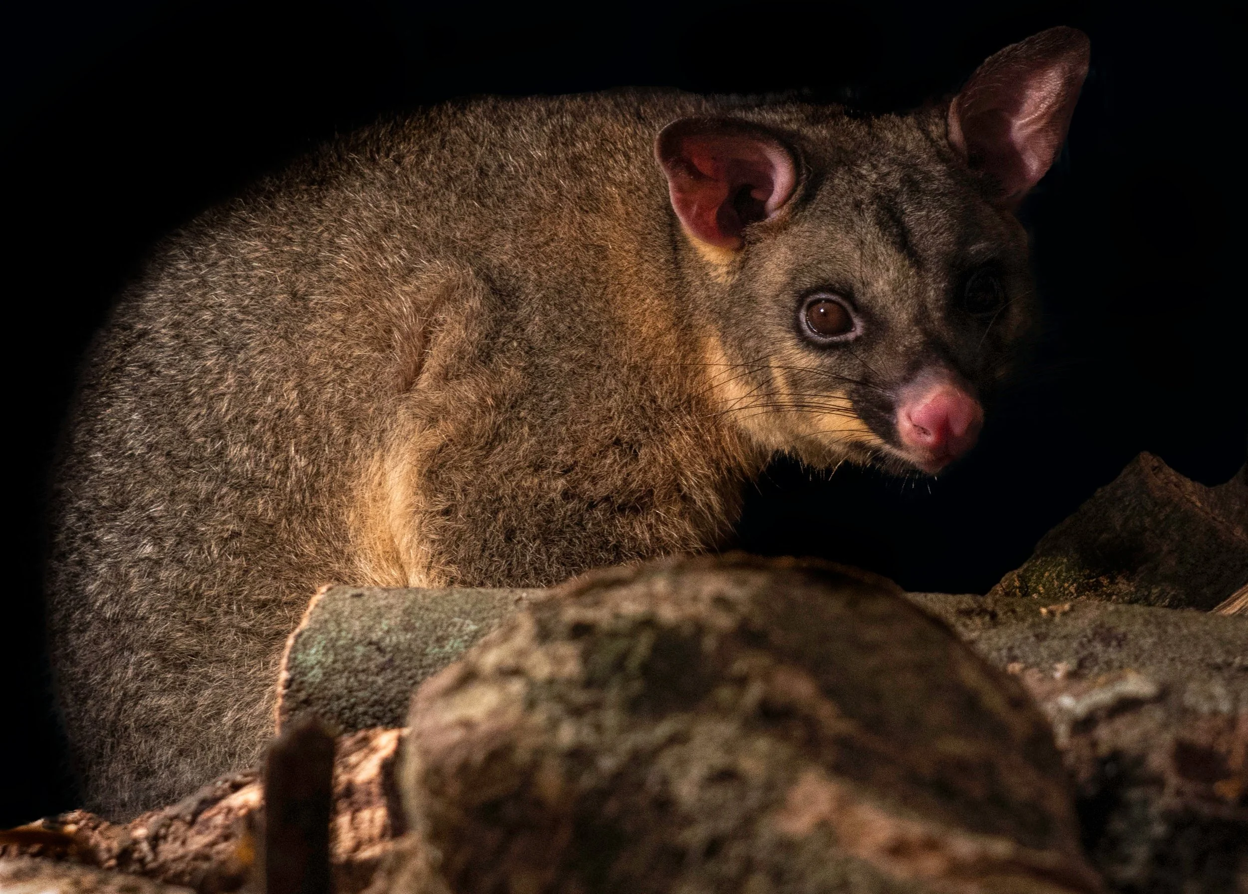 Possum Control