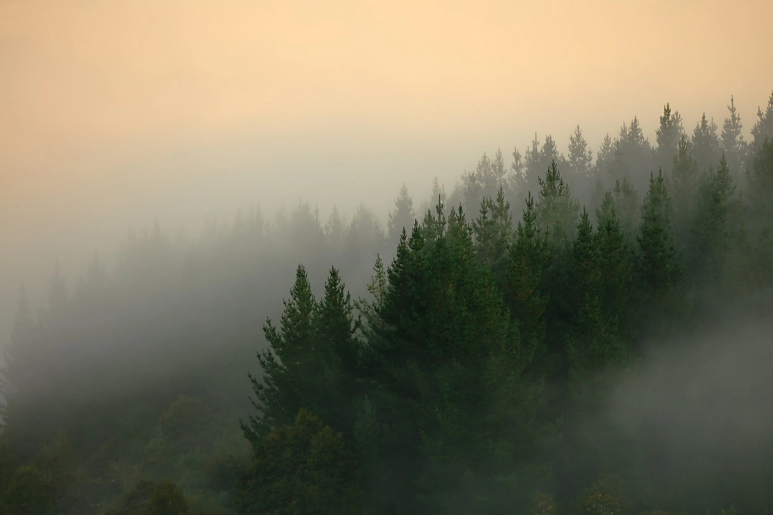 A forest landscape with tall pine trees shrouded in mist or fog against a soft-colored sky at dawn or dusk.