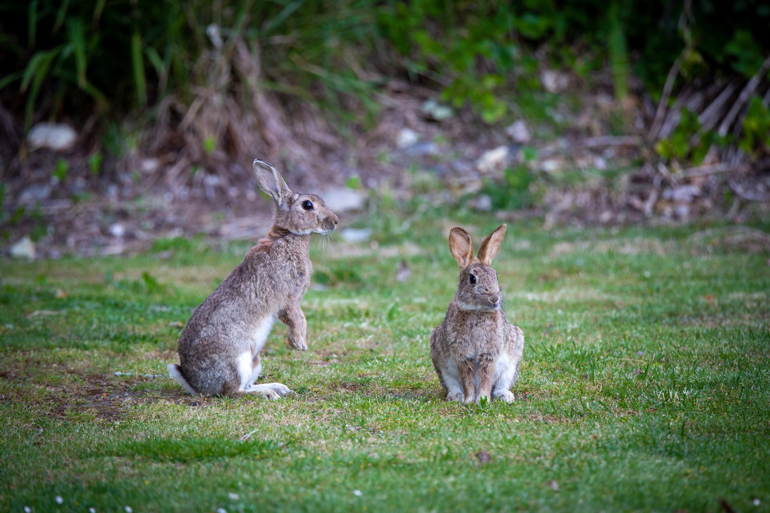 Rabbit + Hare Control