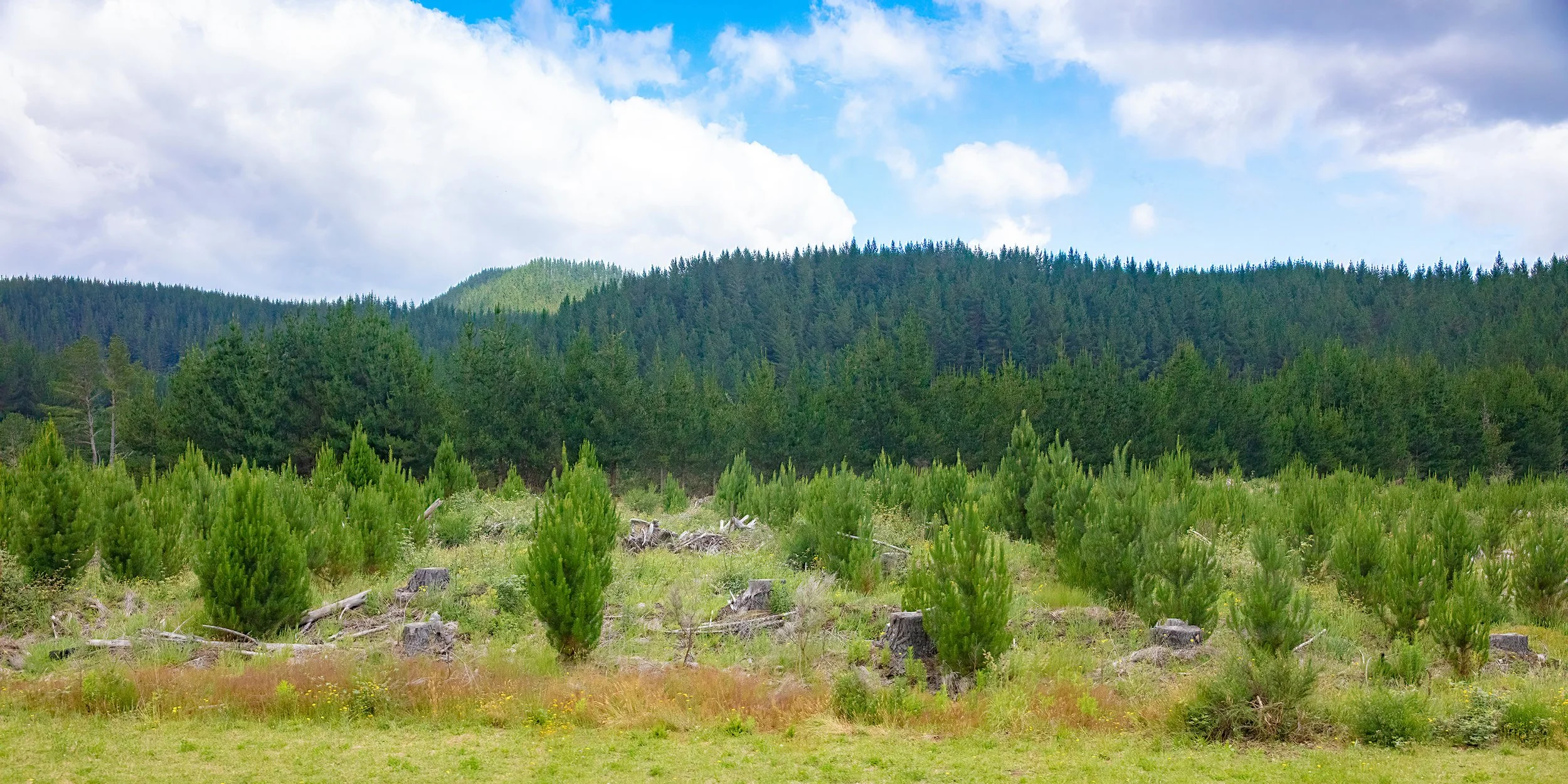 Land & Forestry Pest Surveys