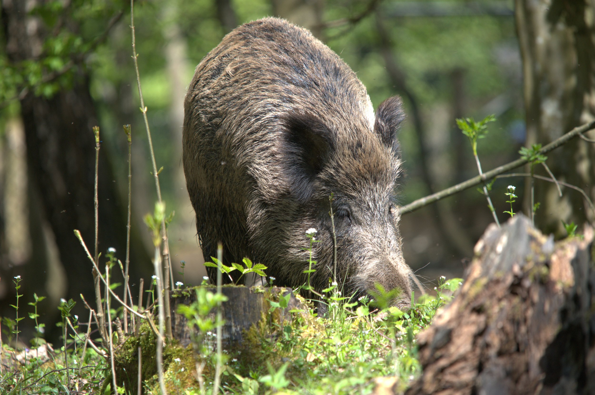 Deer, Goats and Pigs