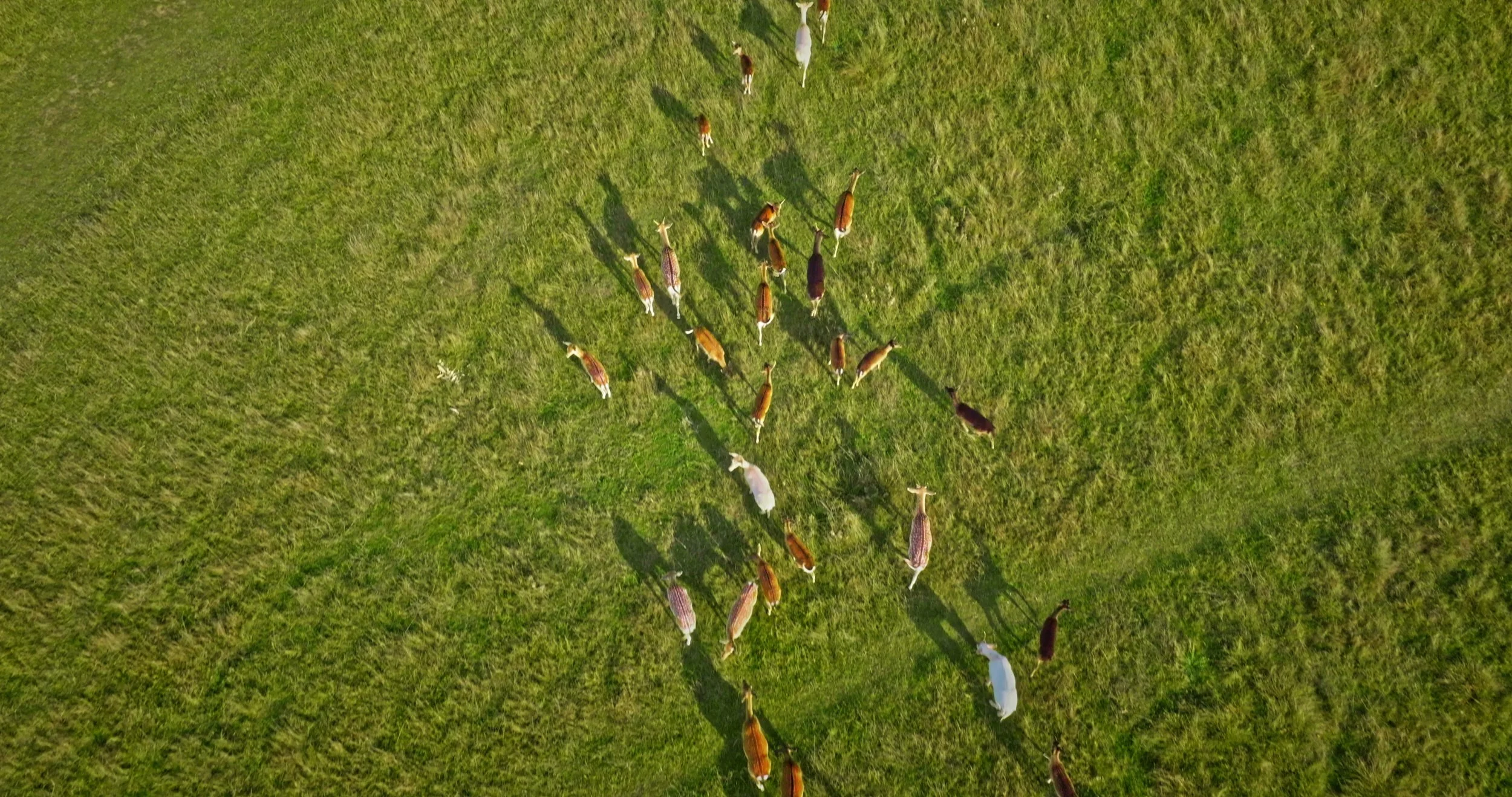 Drone Services