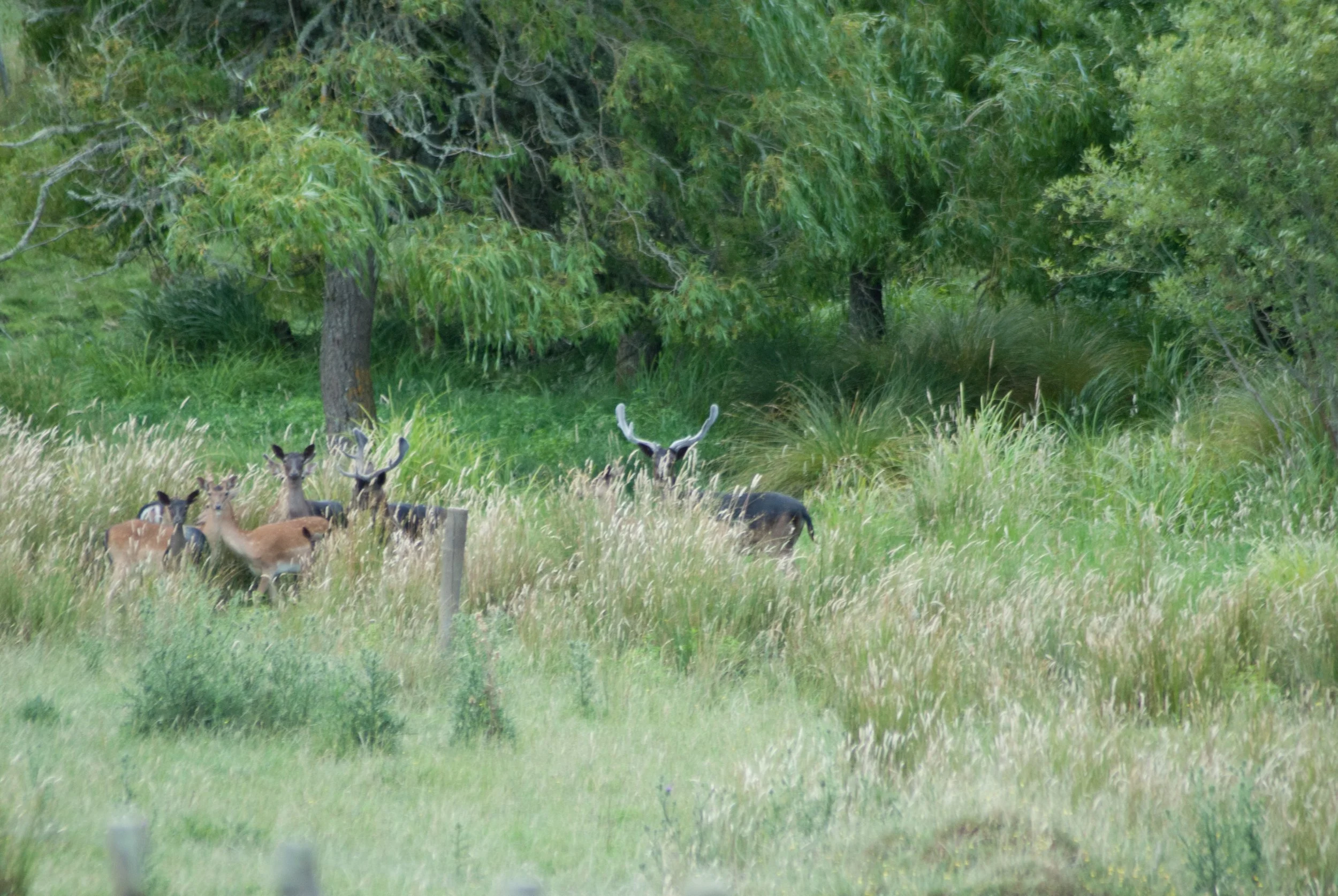 A group of deer, including at least one with antlers, grazing in a grassy area with green trees in the background.