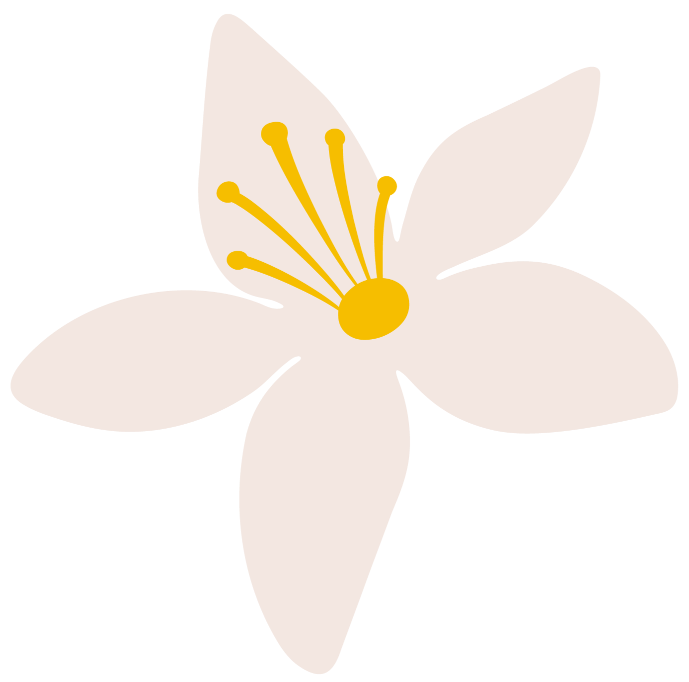 A digital illustration of Corsika orange blossom light pink flower with five petals and yellow stamens in the centre.