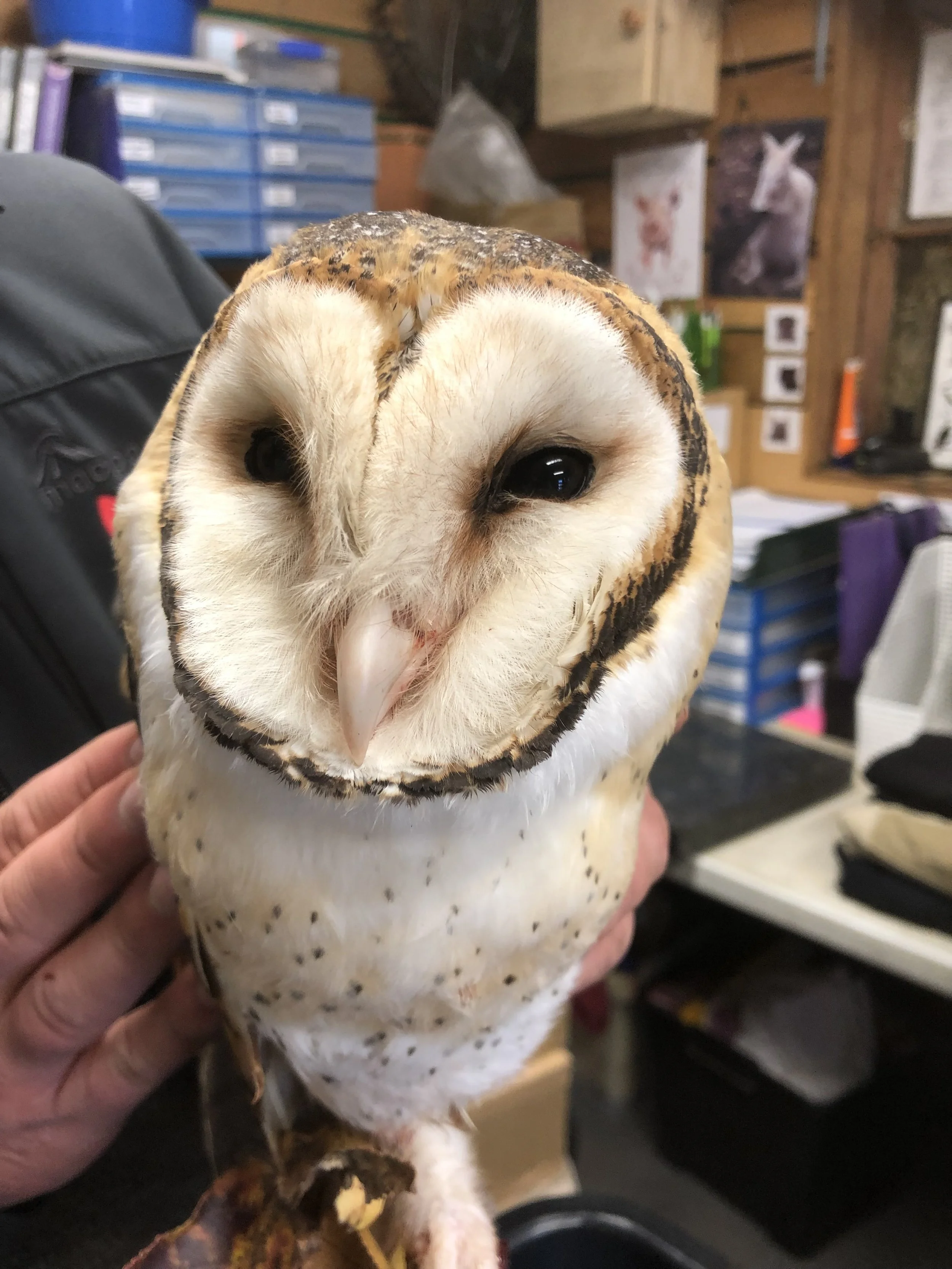 Close-up of a Masked Owl with dark eyes, white facial disc, and brown and white feathers on its head and body, held by a person in an indoor setting.