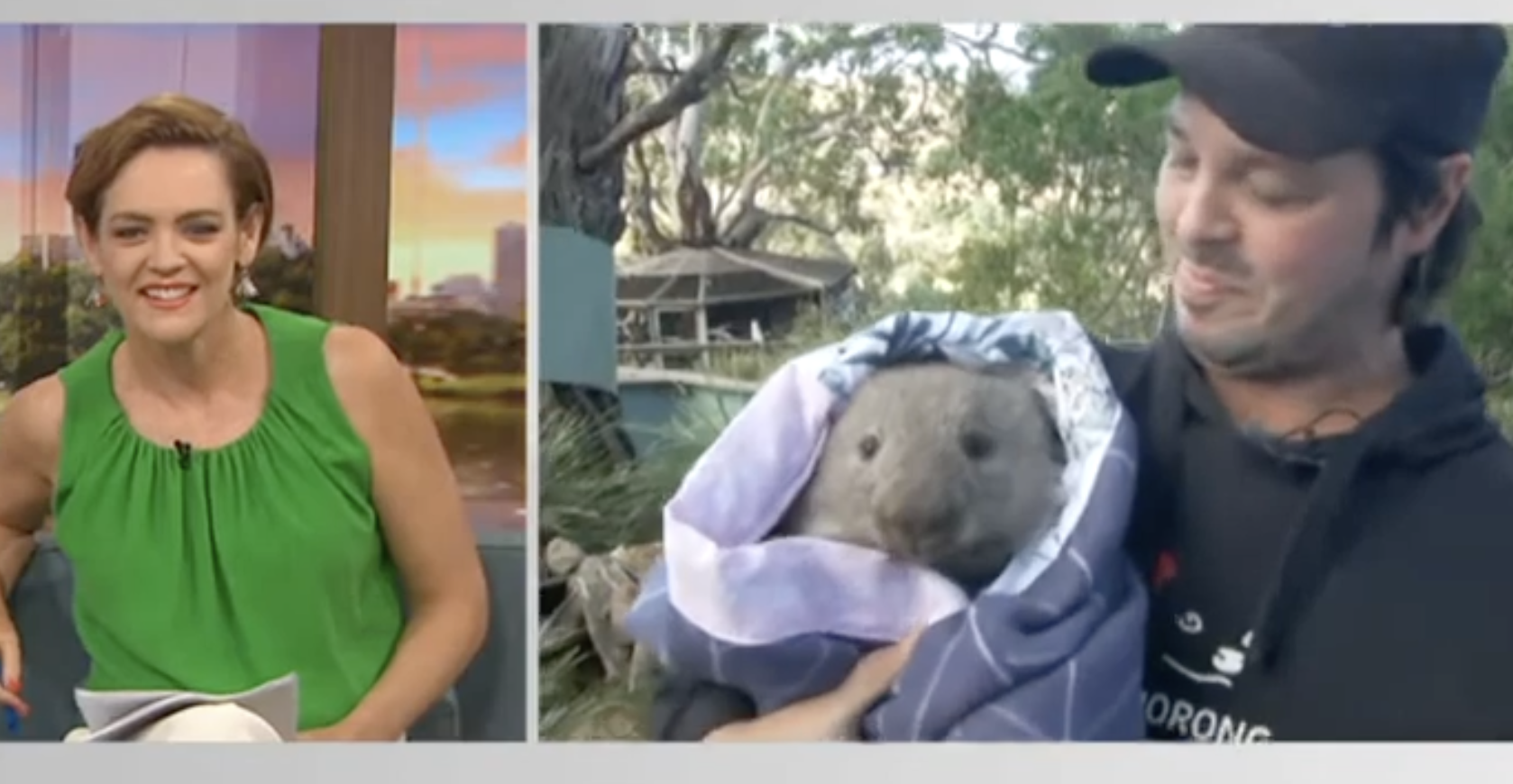 A television news segment featuring a host from ABC and Greg Irons holding a baby wombat in a pouch