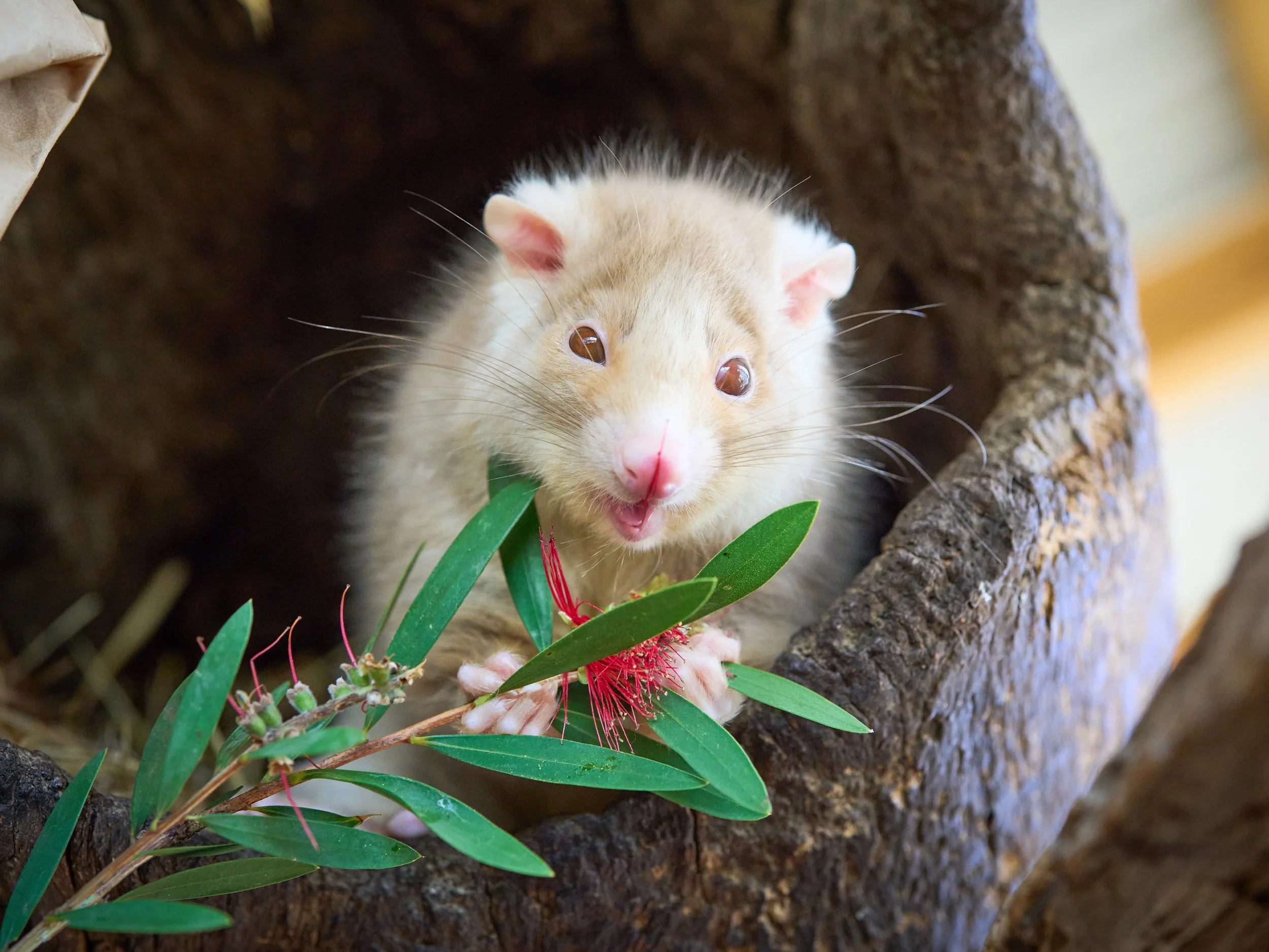 A ringtail possum coming out of her hollow for a snack on some fresh native flowers
