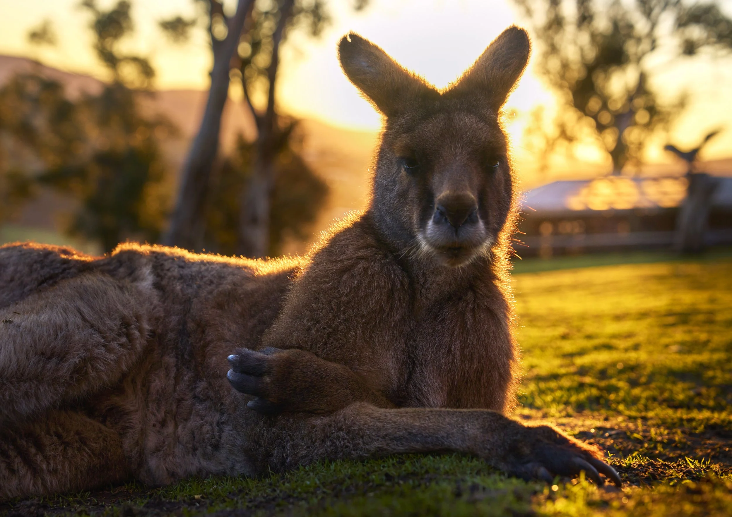 A Forester Kangaroo relaxing at Bonorong in the sun