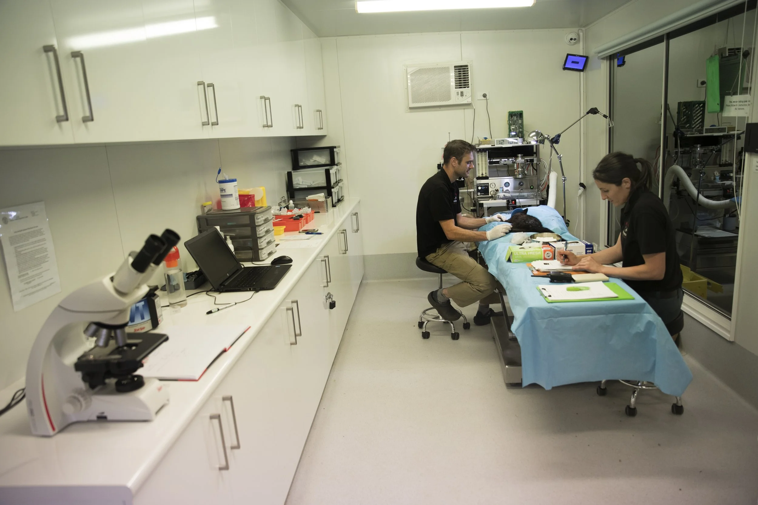 Some of the Bonorong veterinary team treating an injured animal in the hospital