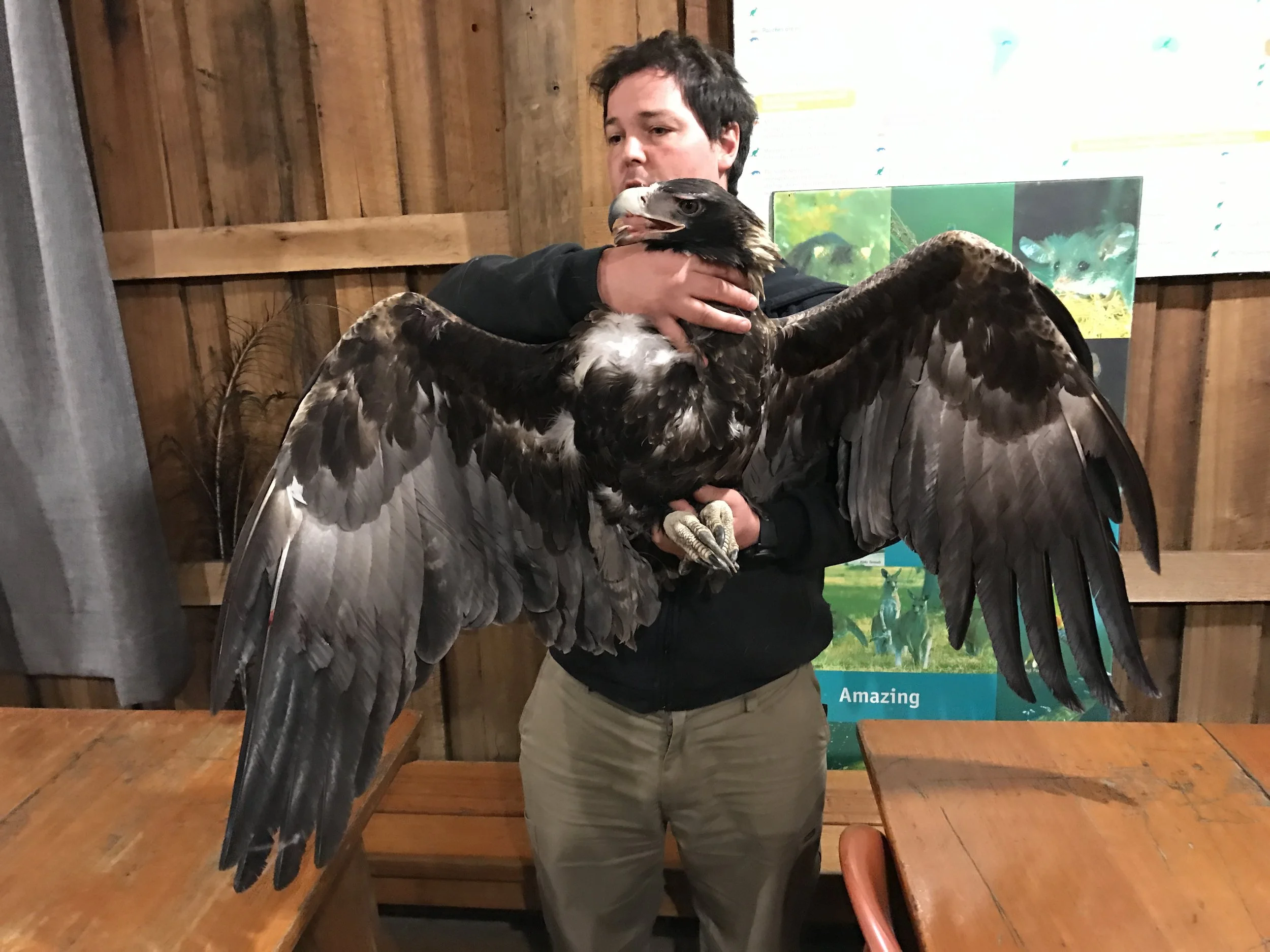 Greg Irons assessing an injured Wedge Tailed Eagle