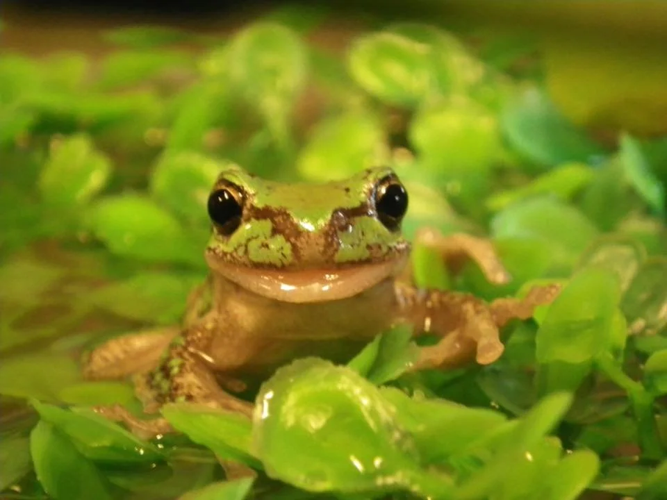 A Tasmanian Tree Frog sitting on some lilys