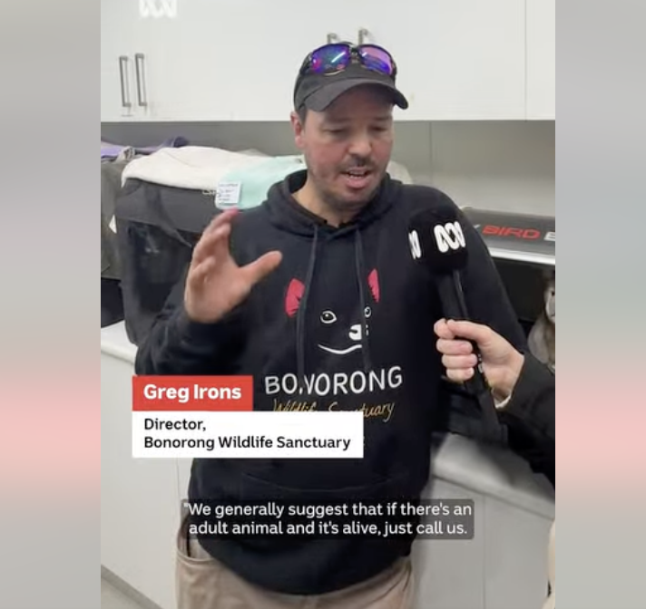 Greg Irons being interviewed about how to remove a baby marsupial from a pouch