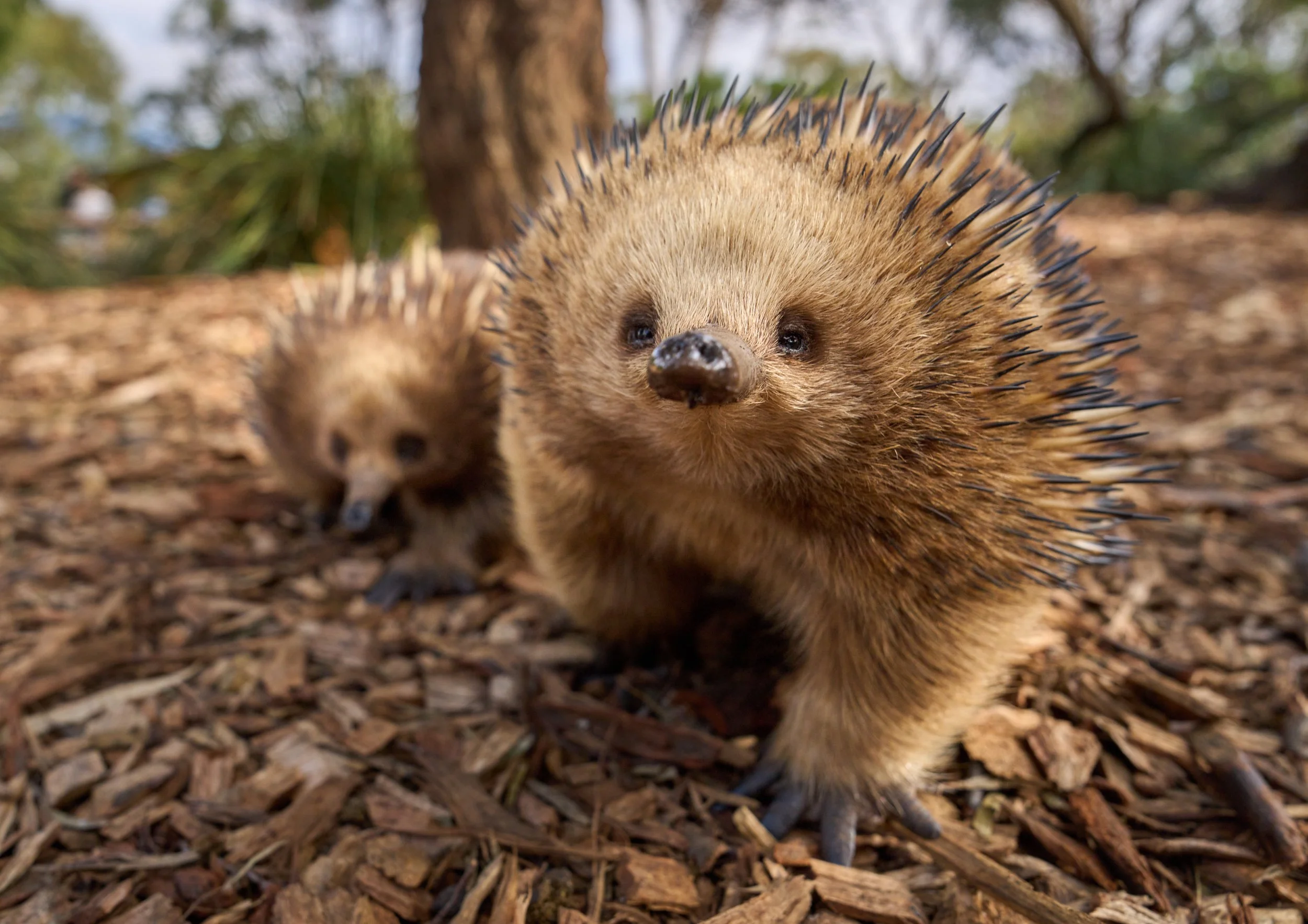 Extreme close up photo of two echidnas at Bonorong that both are permanent residents