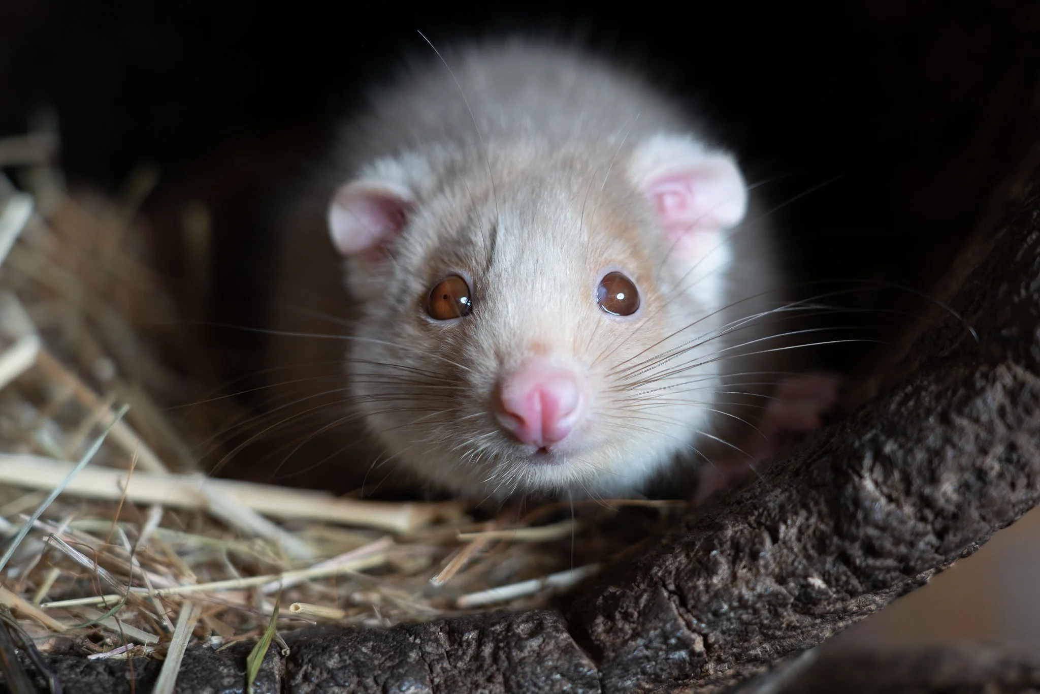A ringtail possum peering out of its nestting hollow close up