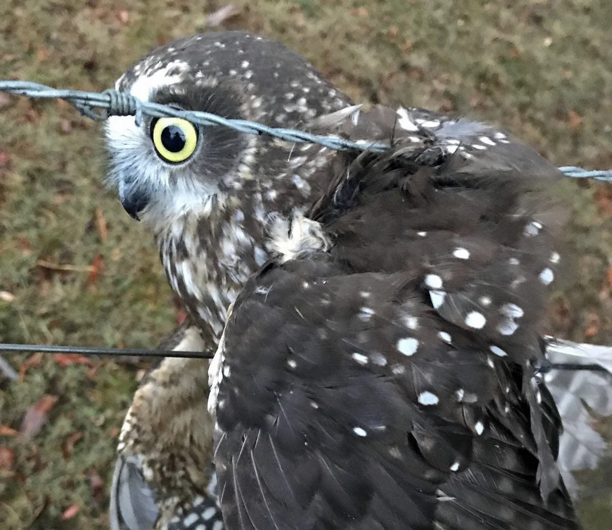 A Southern Boobook owl caught in a barbed wire fence