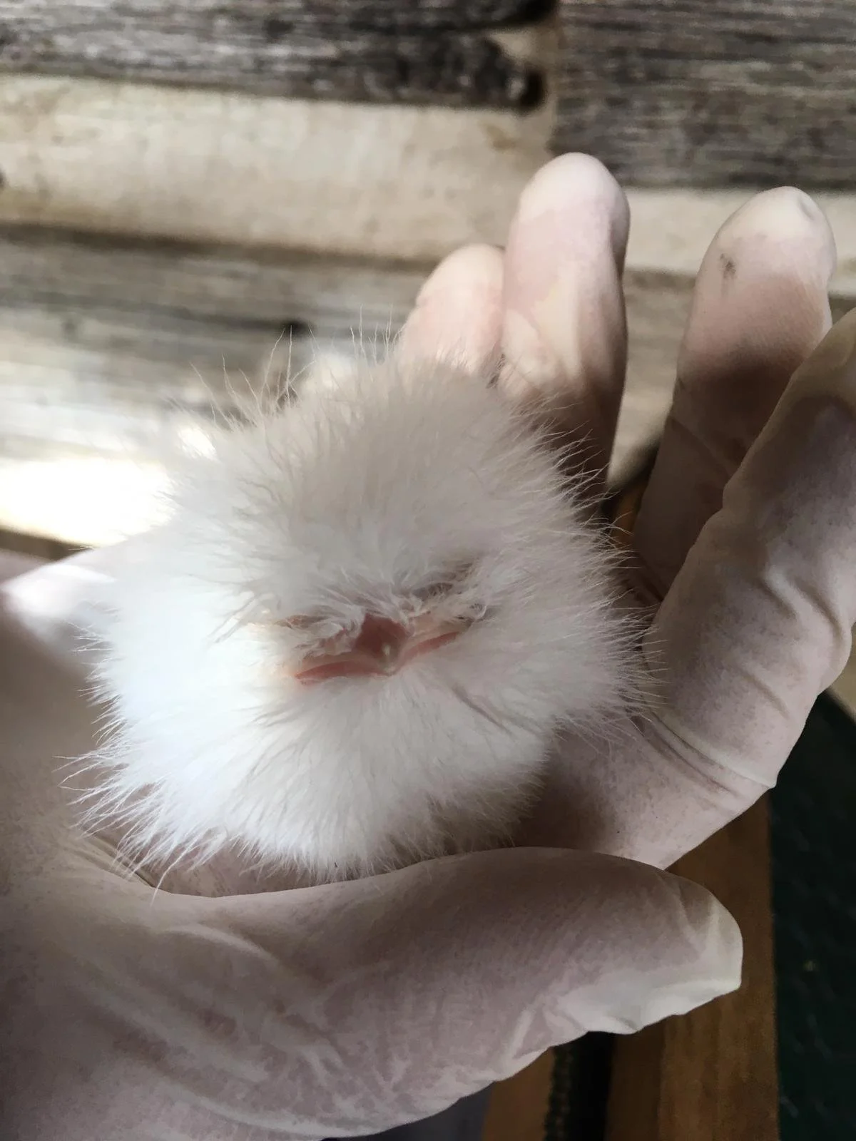 A very young tawny frogmouth chick only a few days old that looks like a ball of white fluff