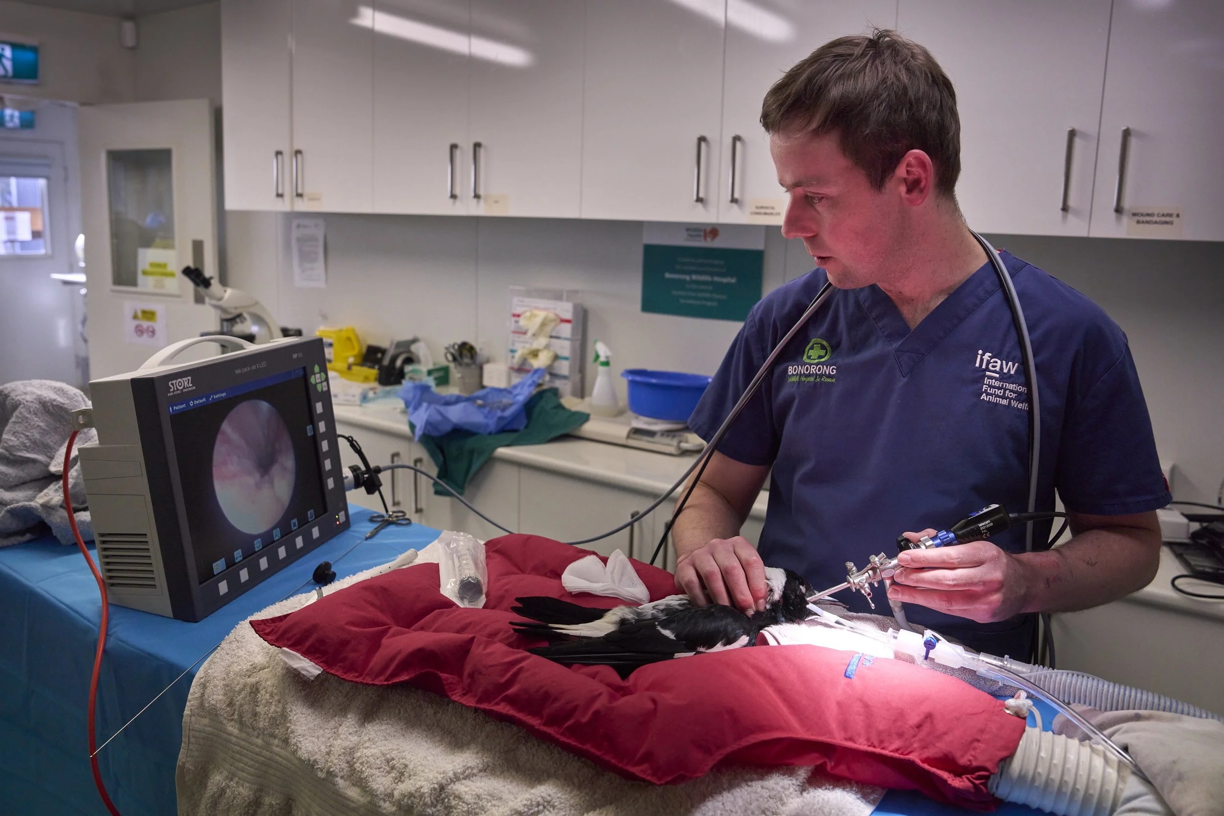 A veterinarian at Bonorong Wildlife Sanctuary in the Hospital treating a patient
