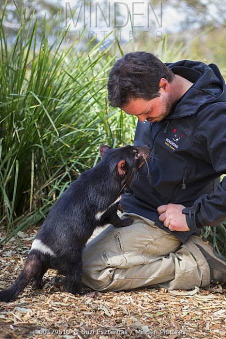 greg Irons sitting down with a Tasmanian Devil climbing on to his lap