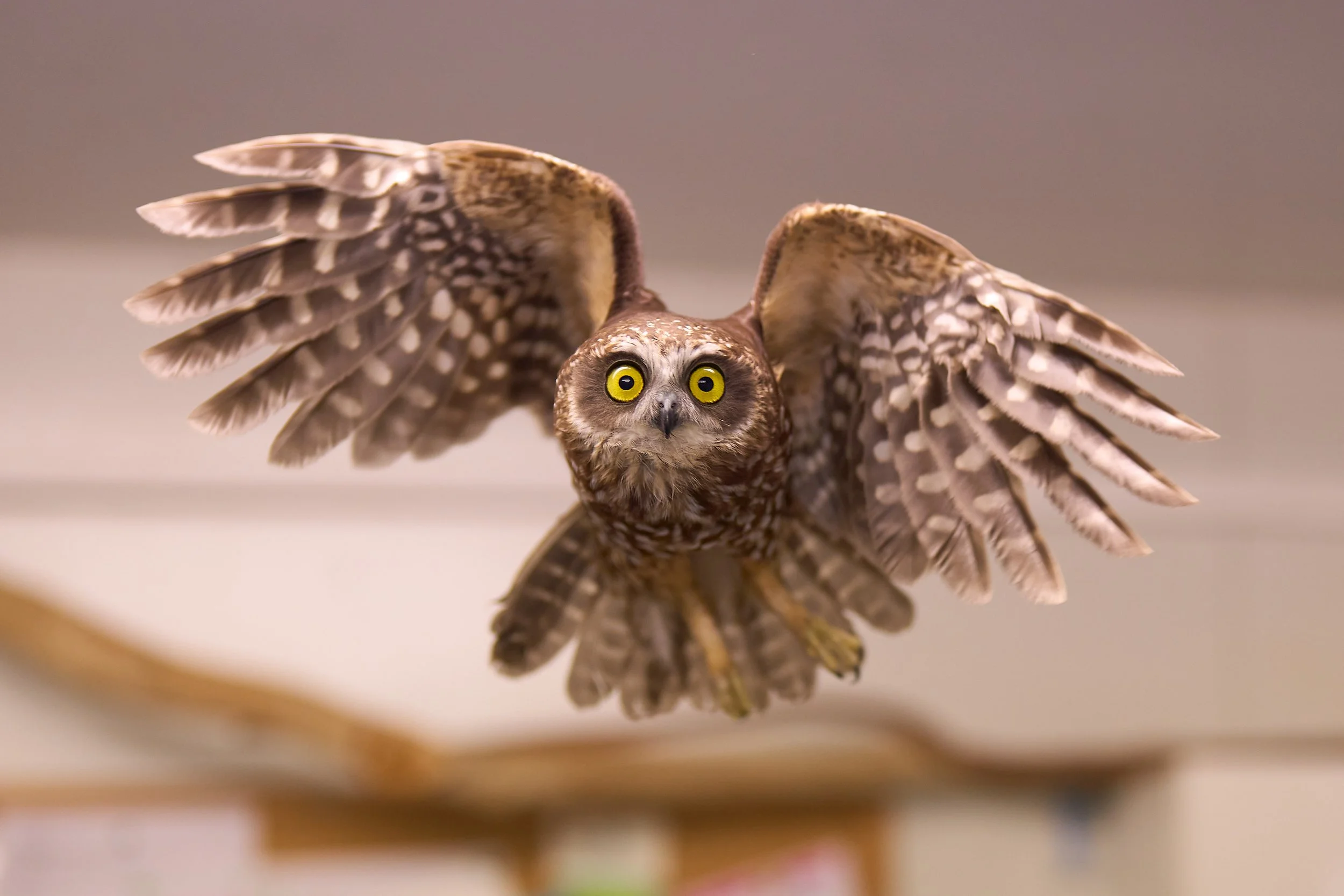 A photo of a Southern Boobook in flight at Bonorong during rehabilitation