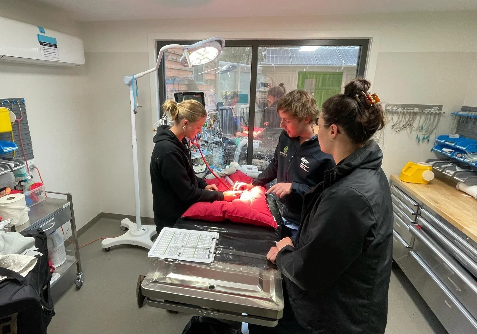 Three of Bonorong's Vet staff together in a consult room