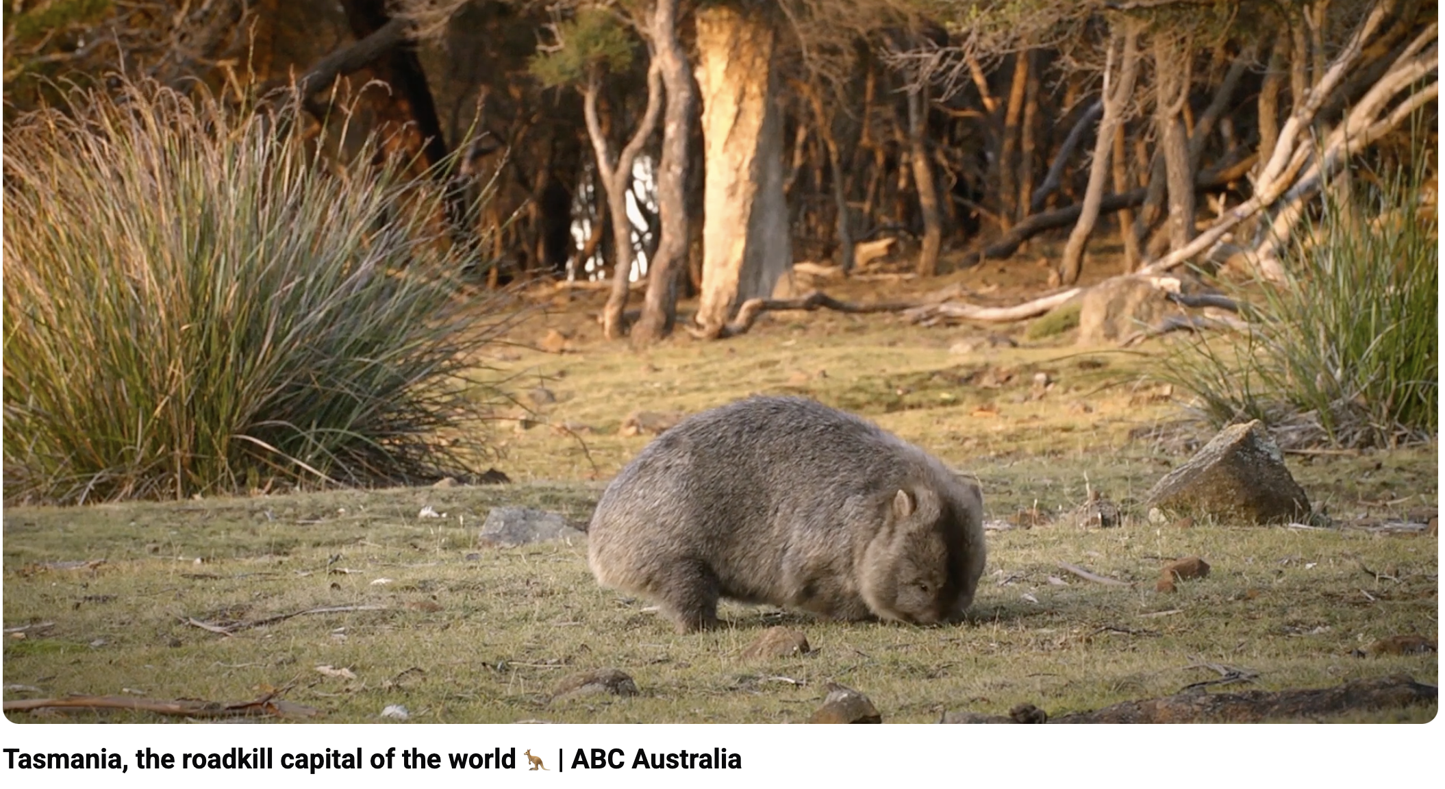 A roadkill wombat on a grassy area near trees with dry branches and bushes in Tasmania, with sunlight illuminating the scene.