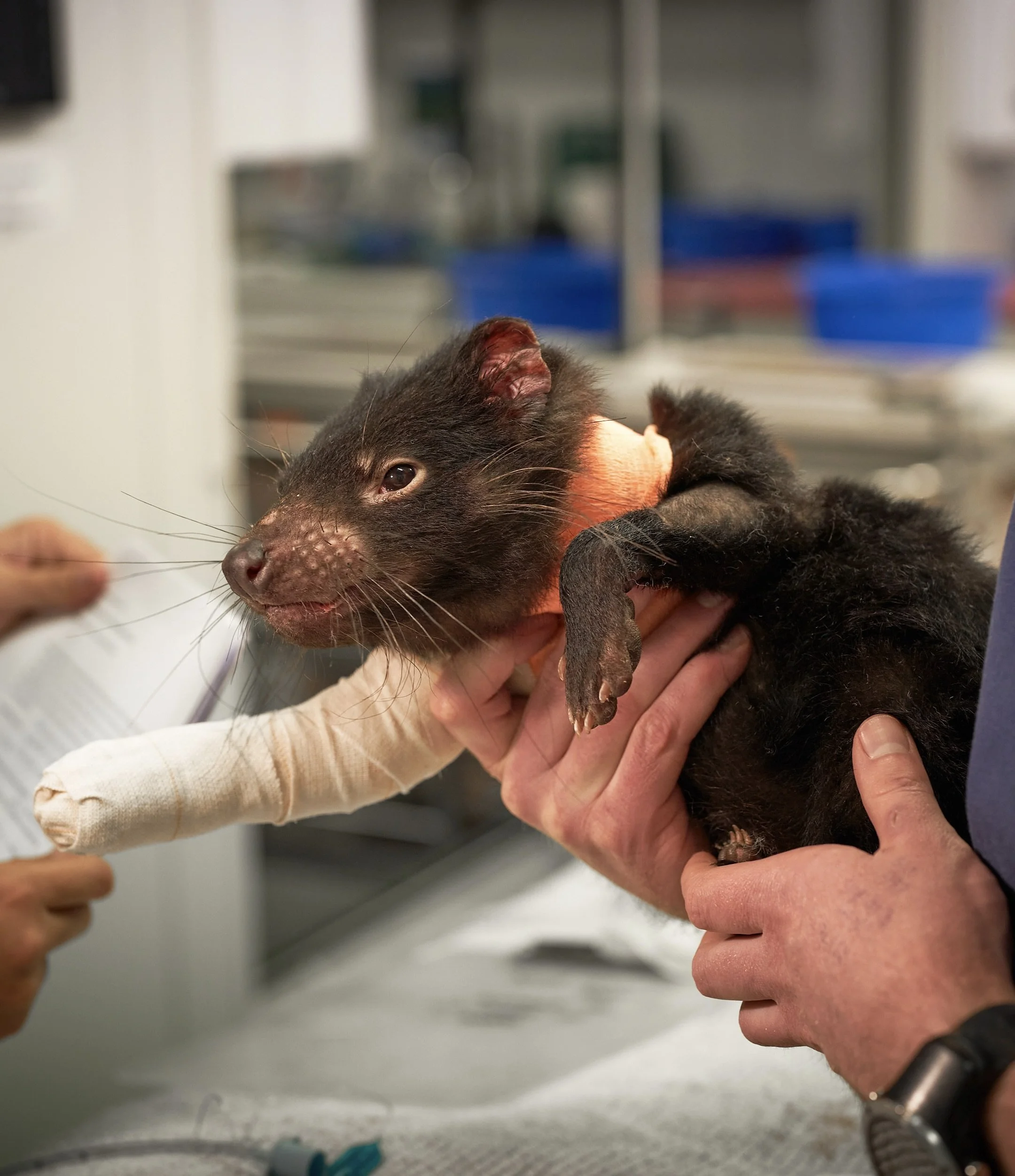 A Tasmanian devil with a bandage on its leg in the Bonorong hospital being treated for its injuries