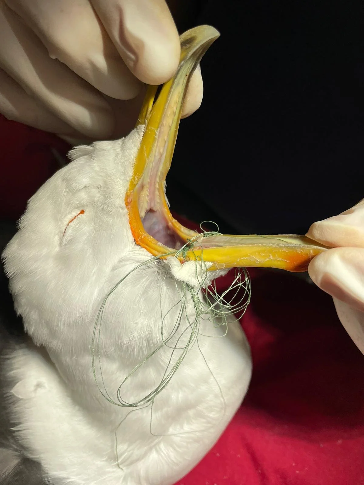 A Kelp gull with fishing line and fish hooks wraped around its face and beak showing the impacts of rubbish