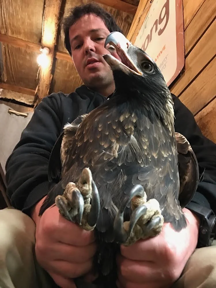Greg Irons holding a large Wedge Tailed Eagle prior to a veterinary assesment