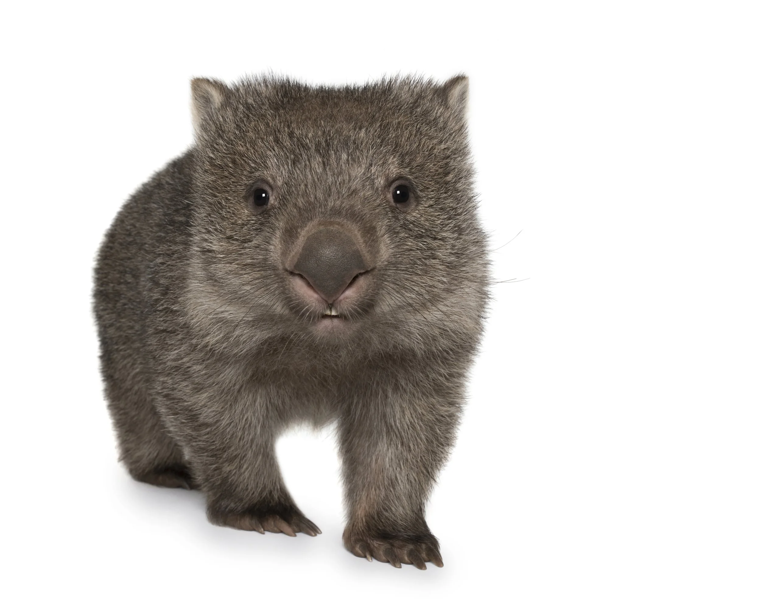 A beautiful studio photograph of a baby wombat