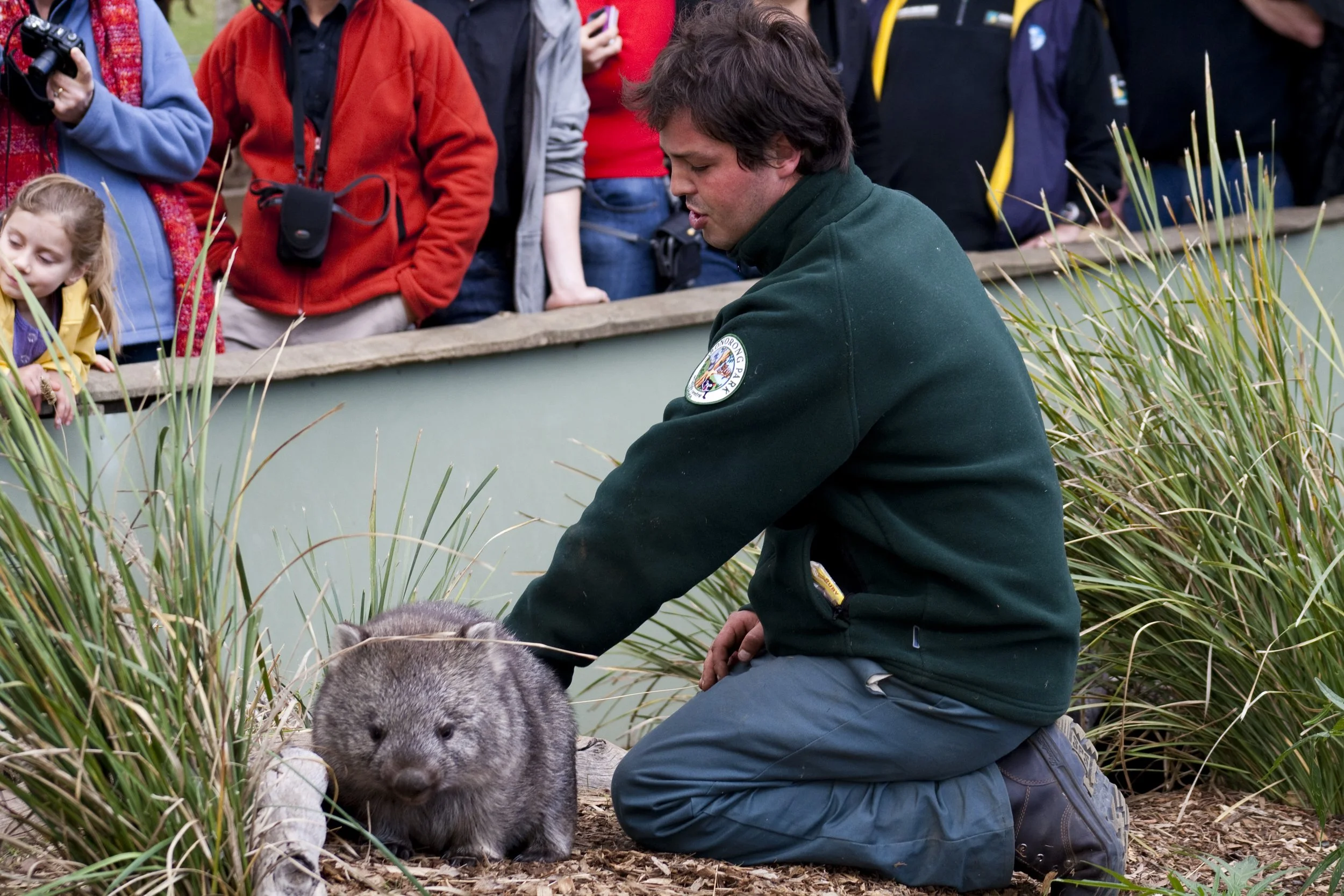 Greg Irons kneeling beside a young wombat near a pond, surrounded by tall grasses, with a group of people observing behind the fence.