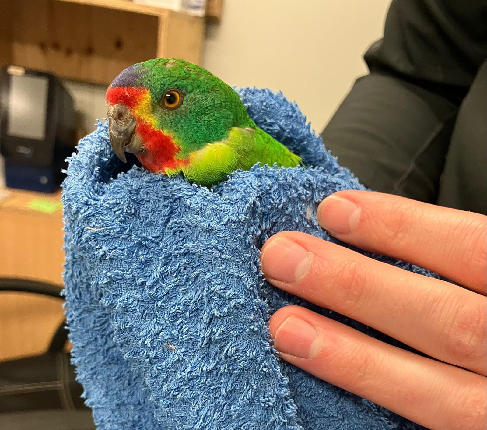 An endangered Swift Parrot in care at Bonorong wrapped in a towel in a veterinarians hands