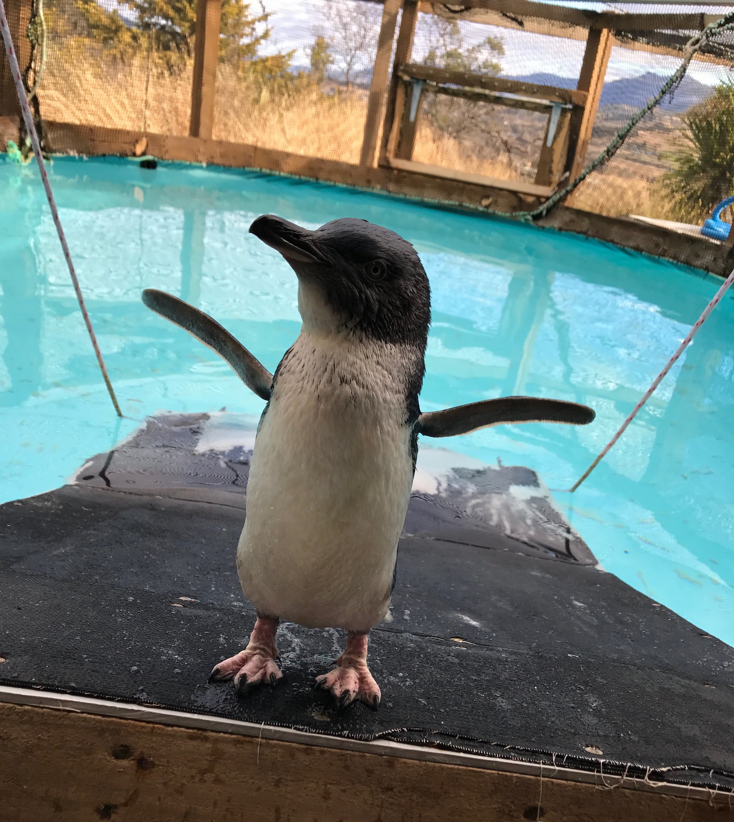 A little penguin in Bonorong's Seabird Rehabilitation facility standing on the edge of the pool