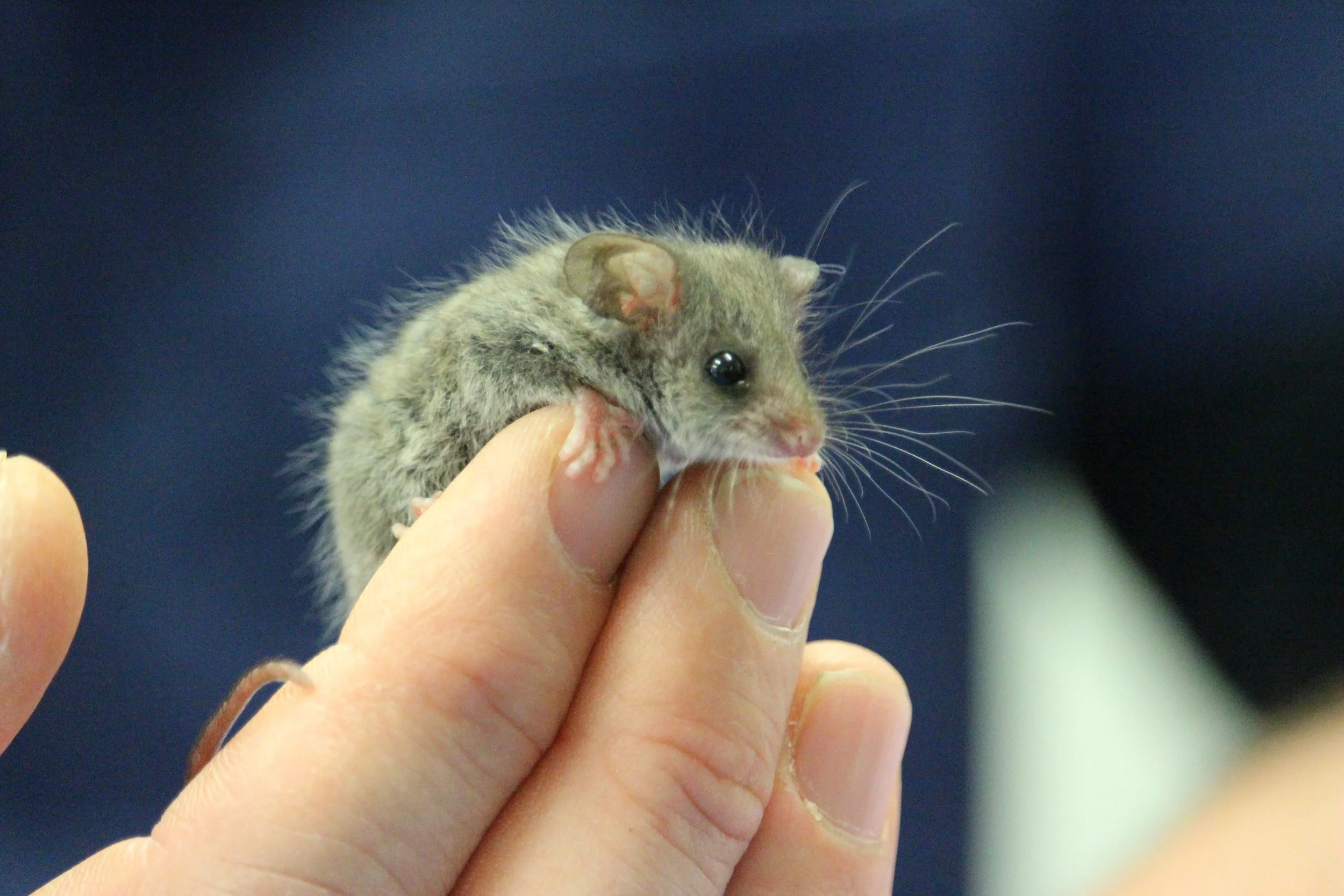 A tiny Pygmy possum sitting on a Bonorong staff members hand