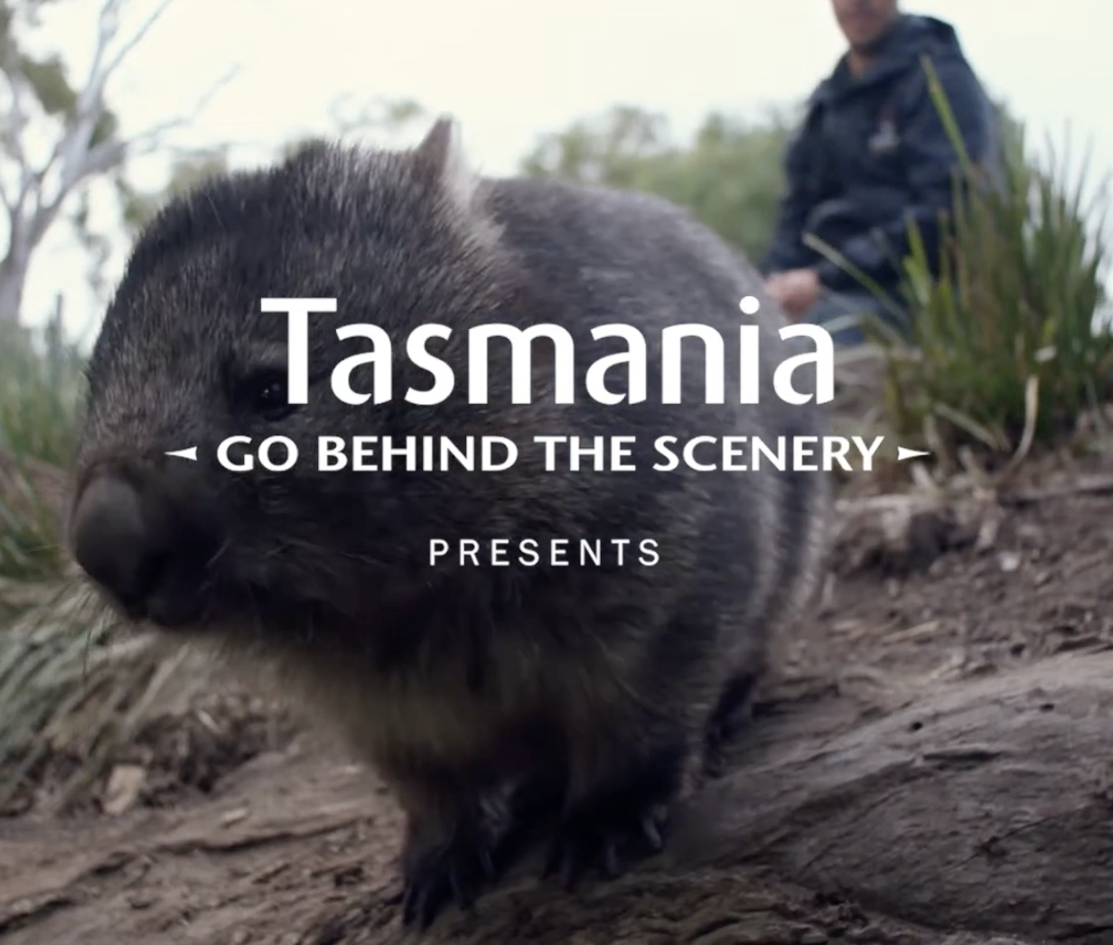Close-up of a wombat in an enclosure with a person in the background, in a natural outdoor setting in Tasmania. A promotional shot from Tourism Tasmanias, Behind the scenery campaign