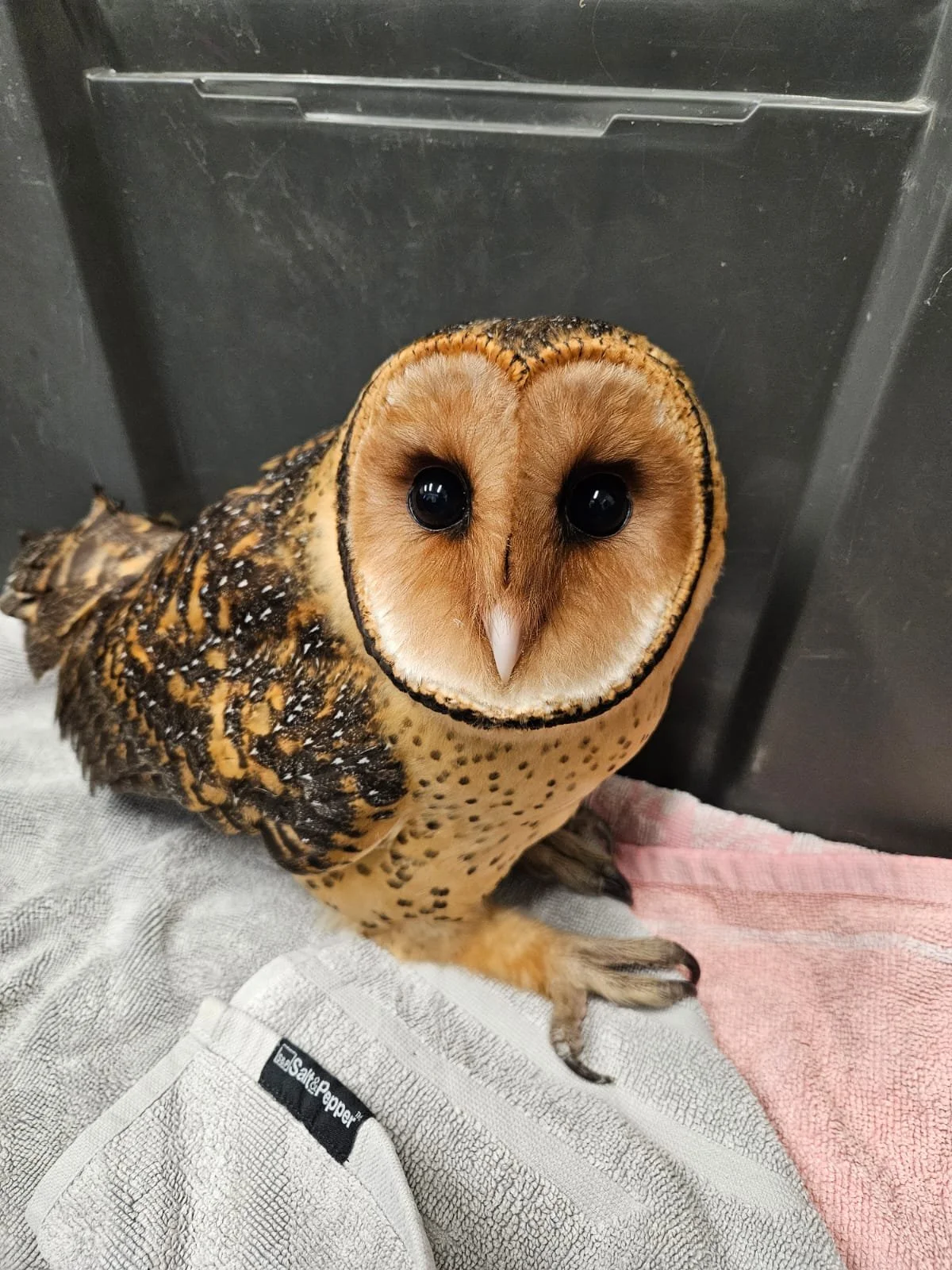 A masked owl in Bonorongs care after being injured