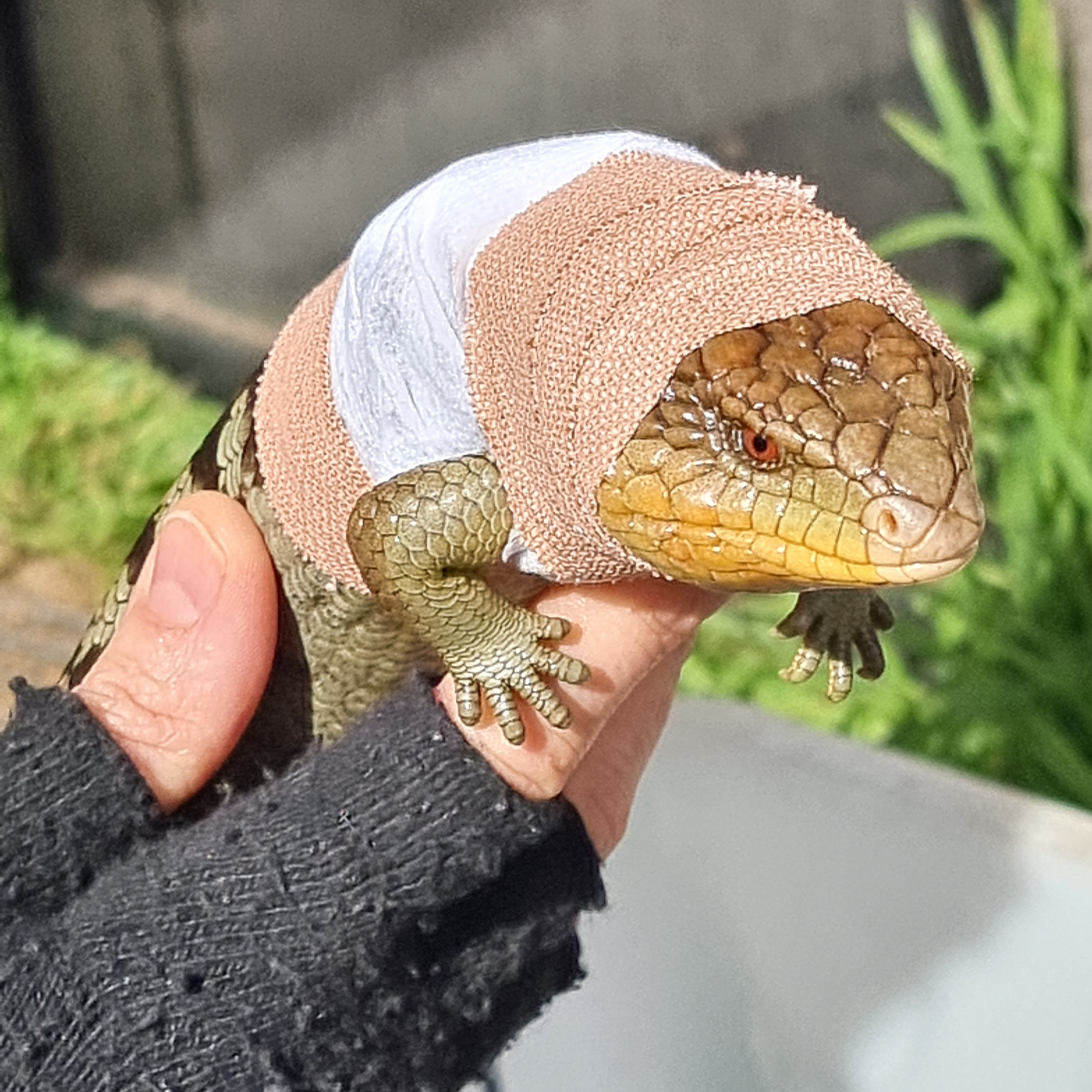 A Blue Tongued Lizard with bandages on its head and body after being injured