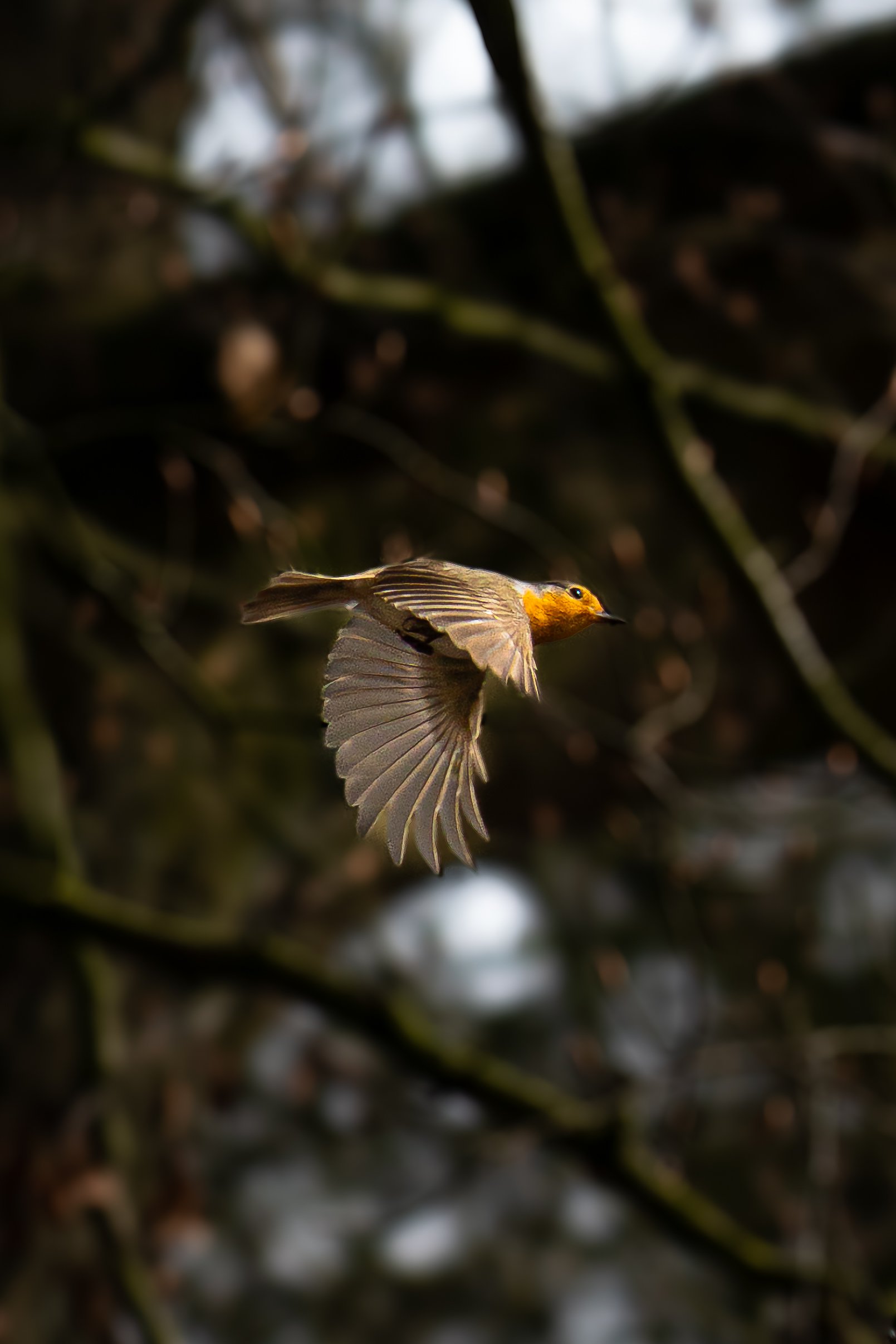 Losse Fotografie