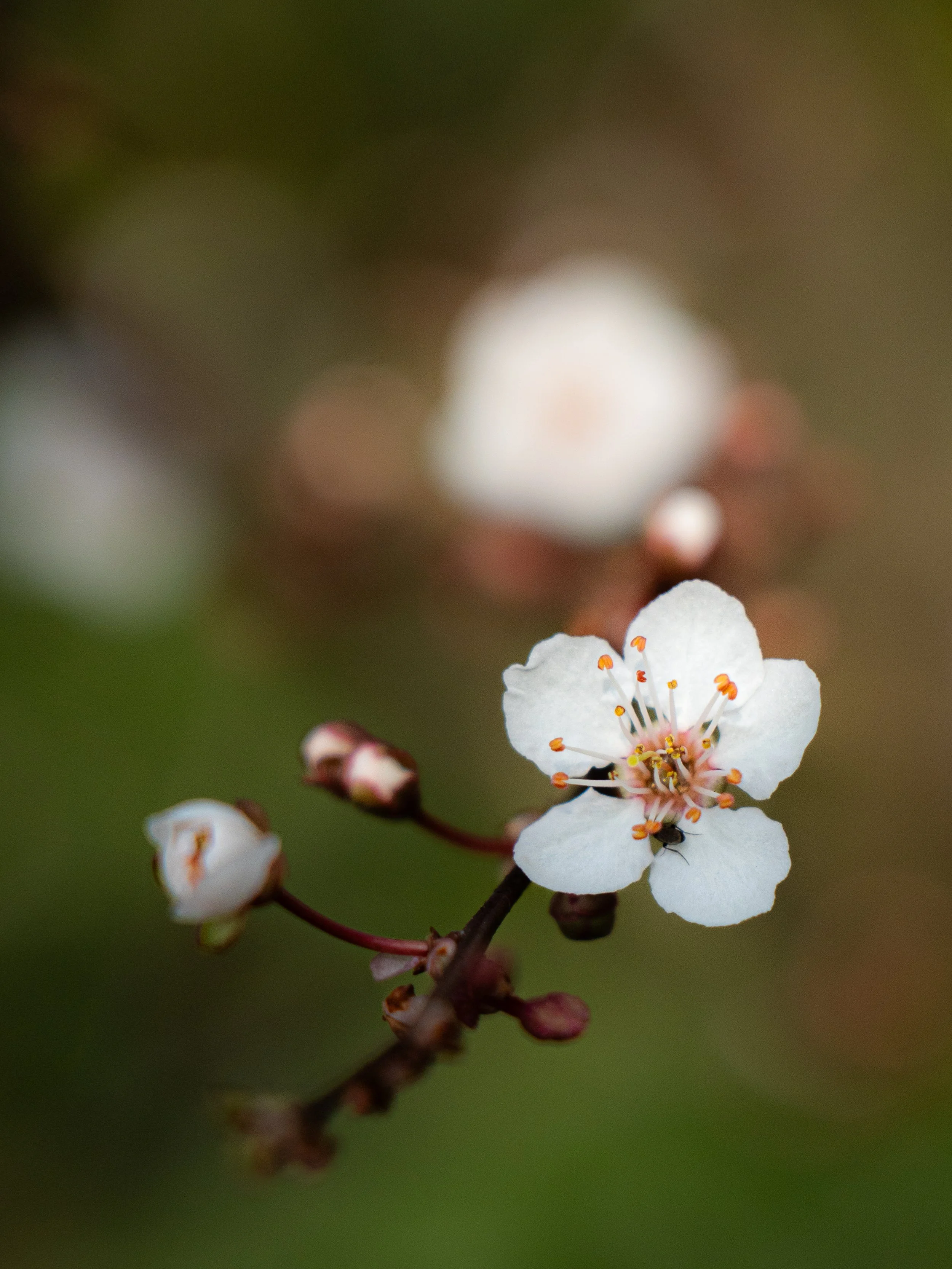 _DSC0883.jpg