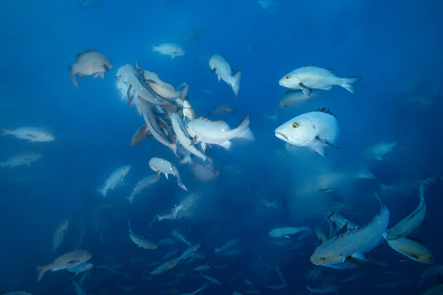 School of fish swimming in the ocean with a deep blue background.