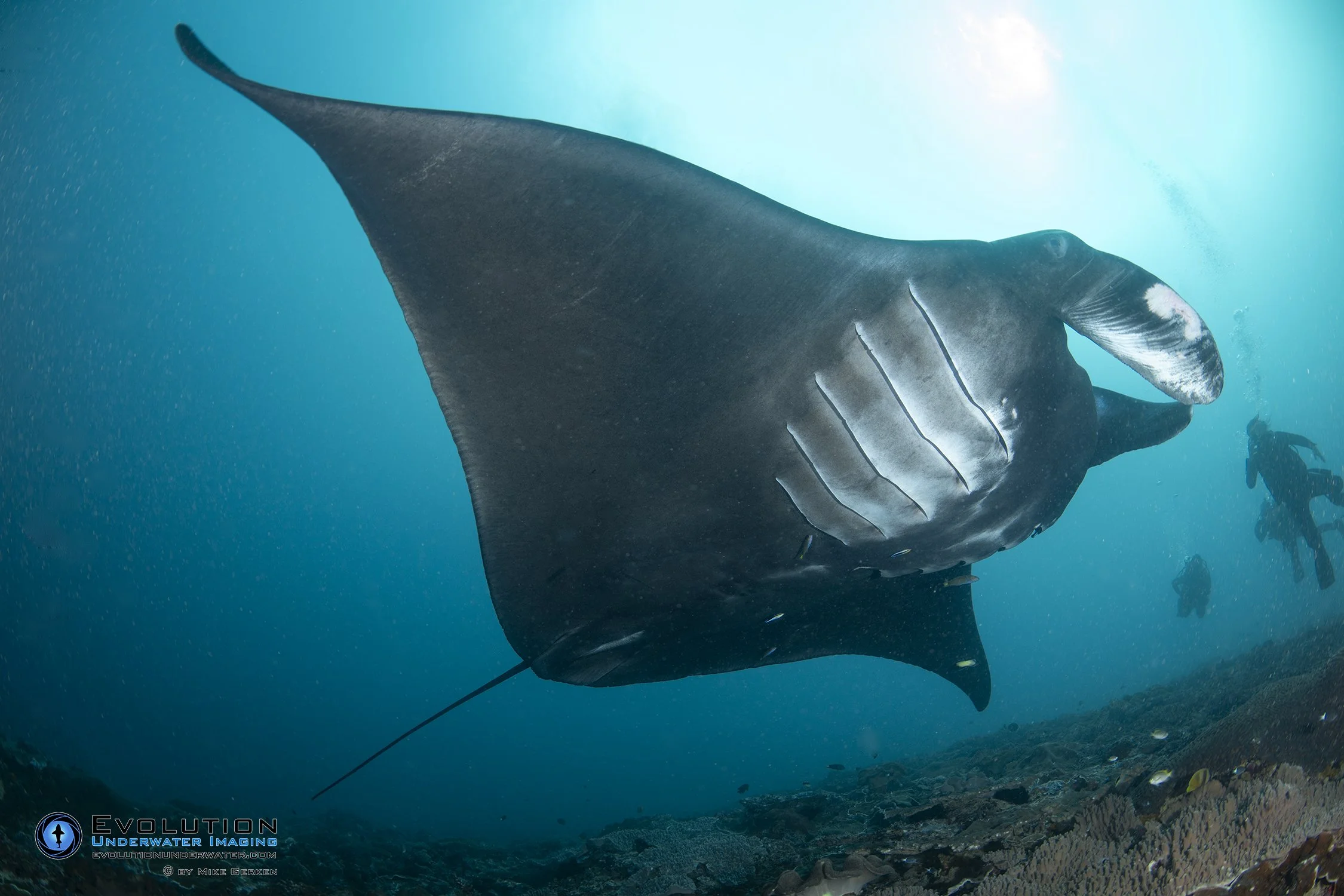 A manta ray swimming underwater near the ocean floor with coral and rocks, showing its wide wingspan and tail.