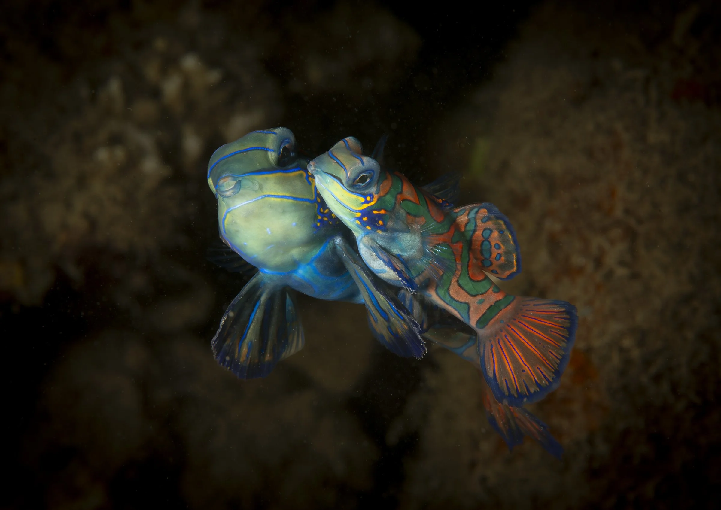 Colorful mandarin fish underwater against a dark background.