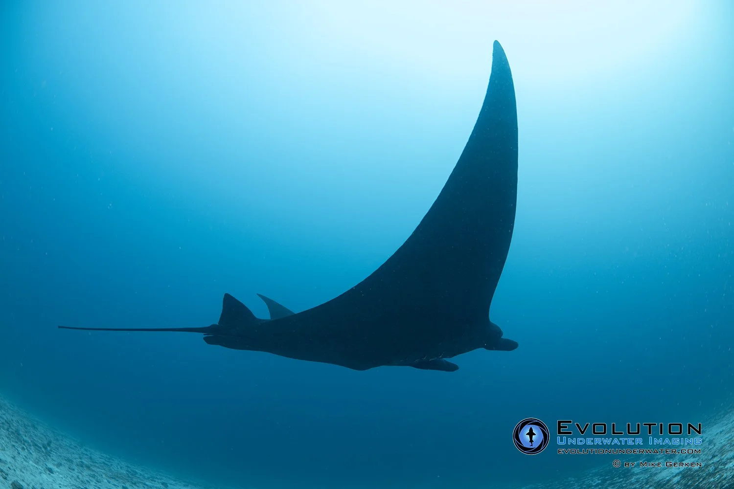 Silhouette of a manta ray swimming underwater with the ocean floor visible below, and sunlight filtering from above.