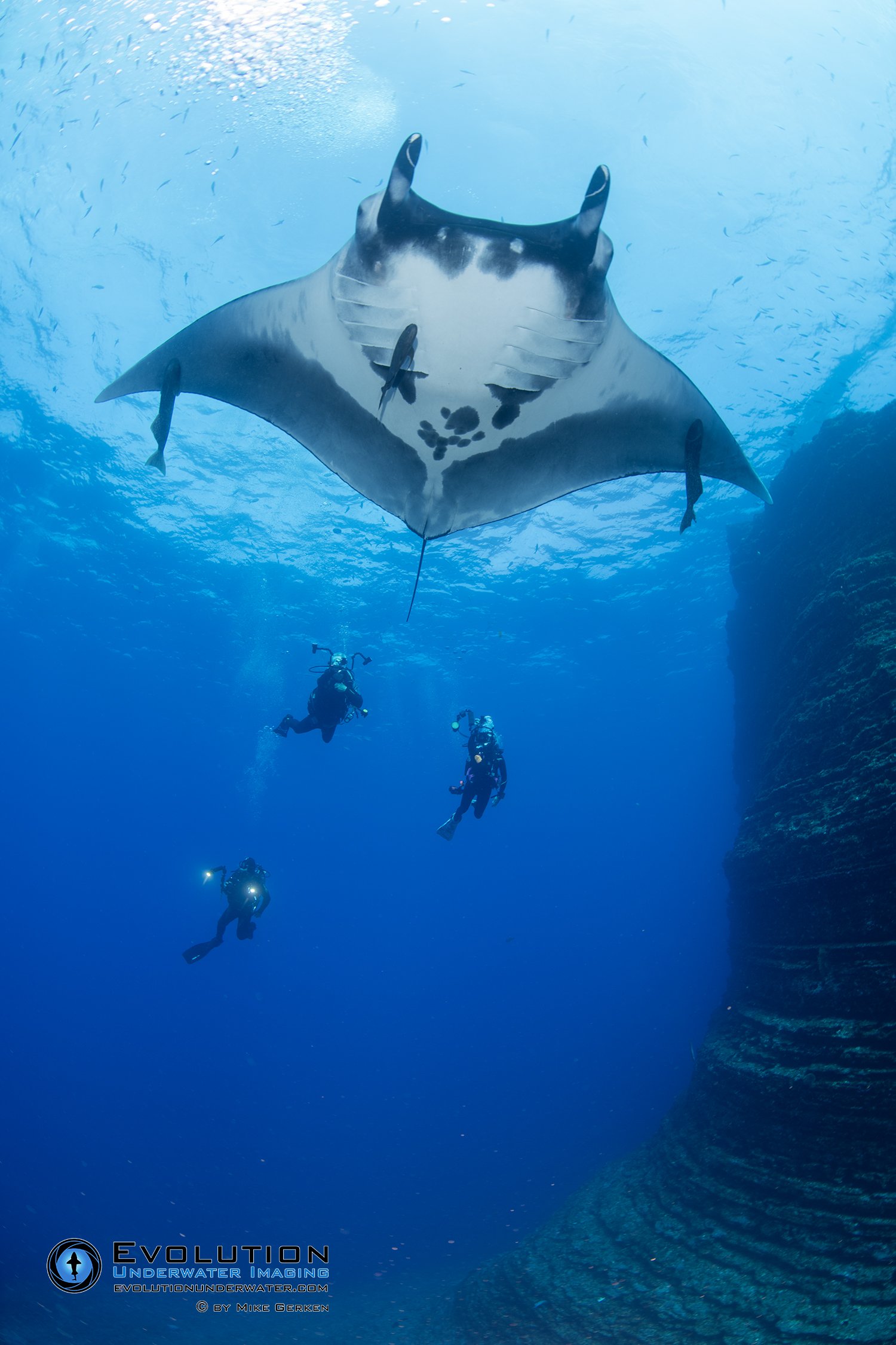 A large manta ray swimming underwater with scuba divers beneath it, illuminated by flashlights, in a deep blue ocean.