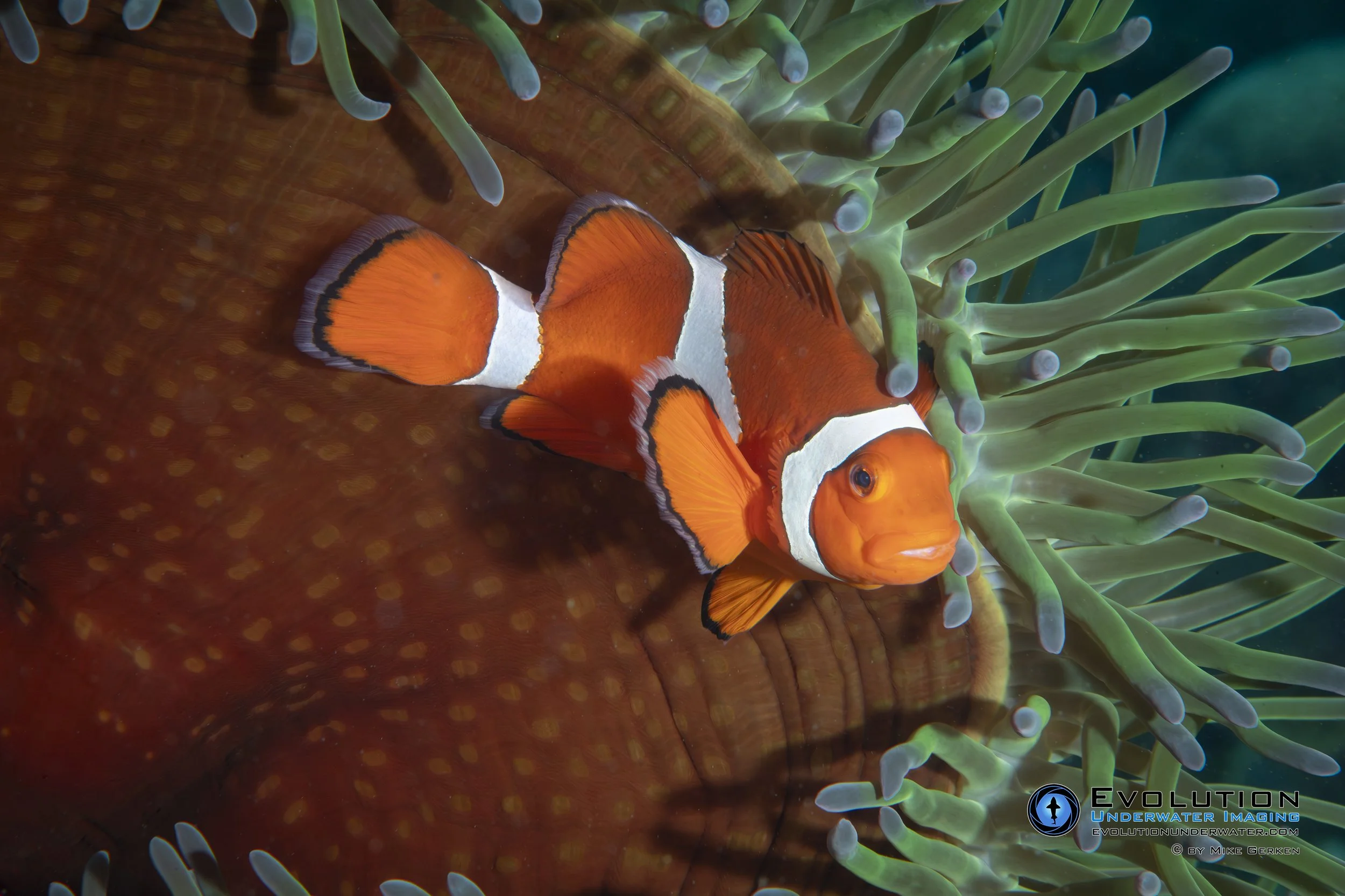 Close-up of a clownfish among sea anemone tentacles underwater.