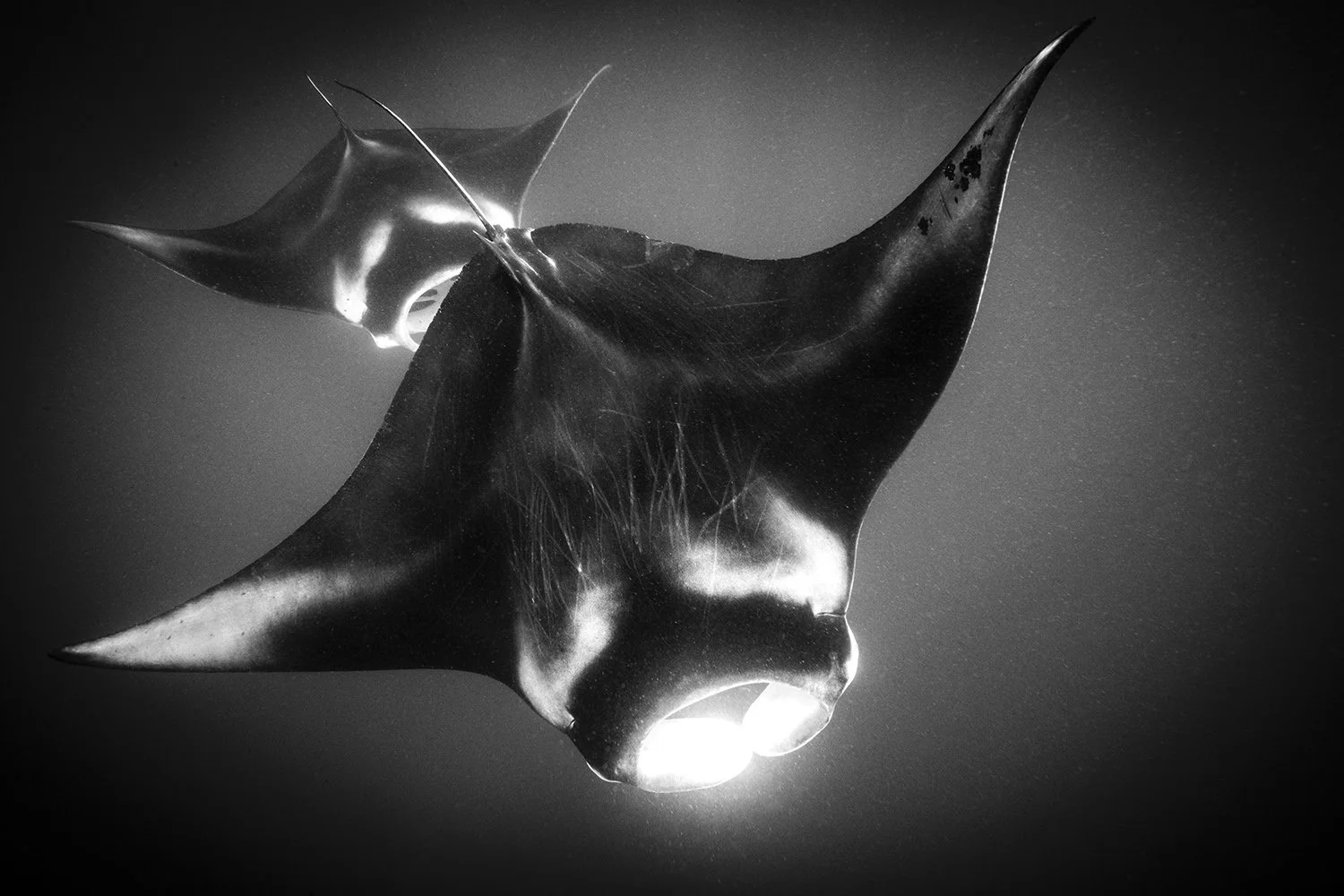 Black and white photo of a manta ray swimming underwater with its wings spread wide.