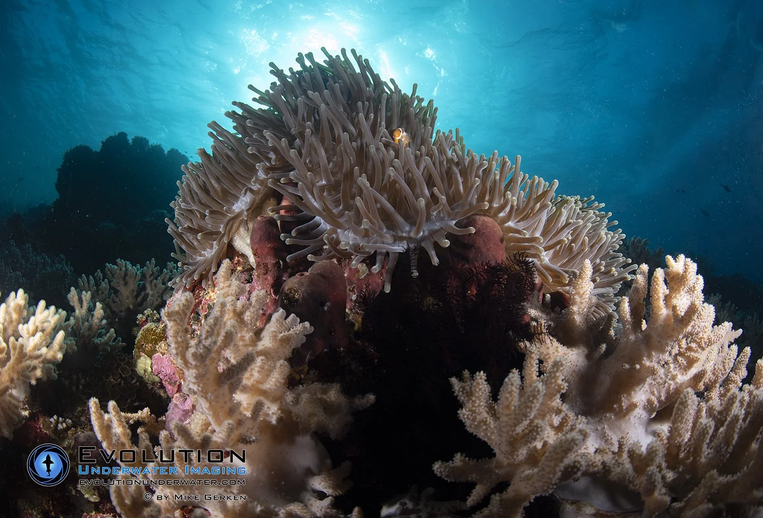 Underwater scene with a large anemone and coral reefs, featuring colorful marine life and soft blue water in Komodo Indonesia.
