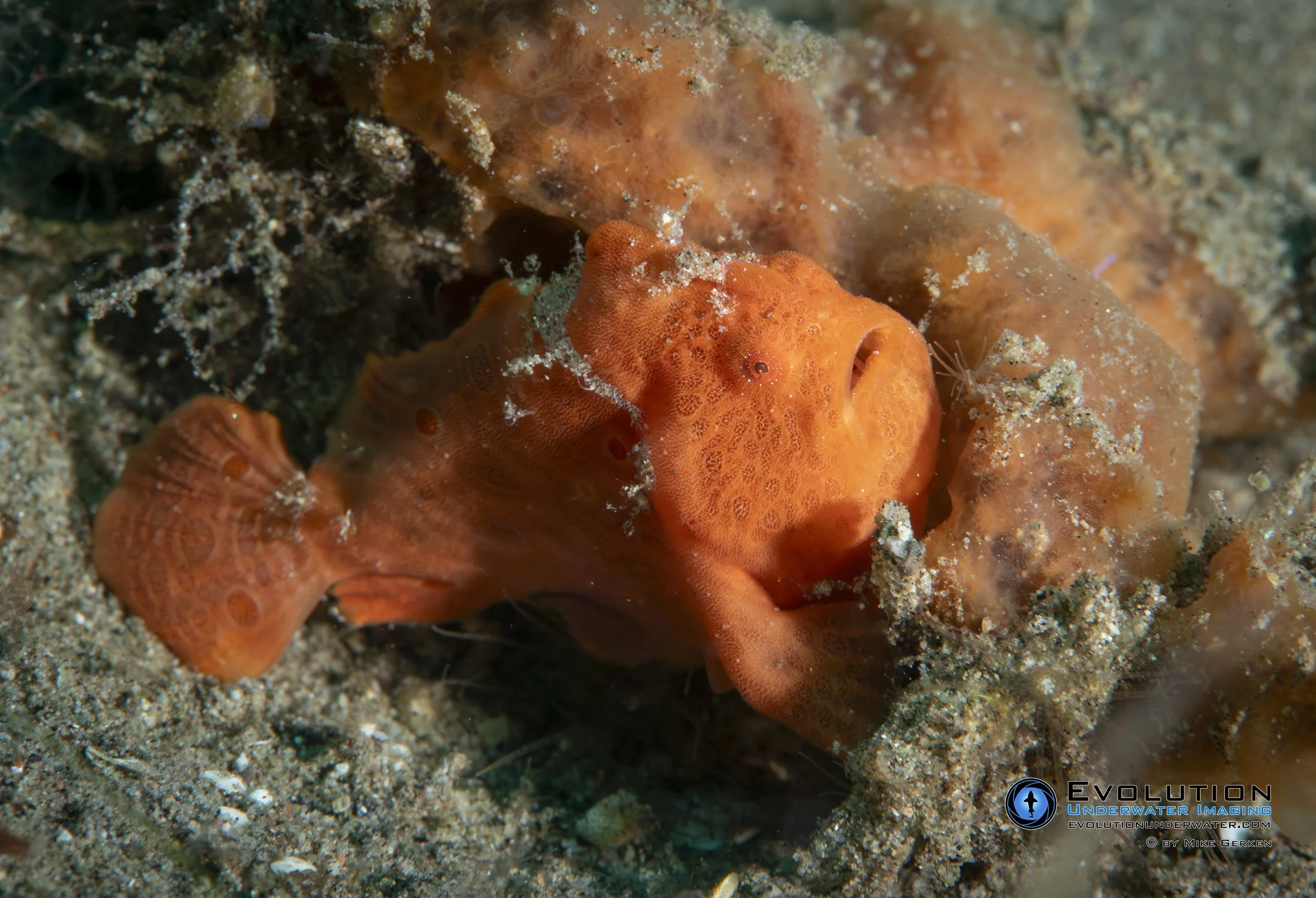 Orange frogfish blending with the surrounding coral and rocky ocean floor